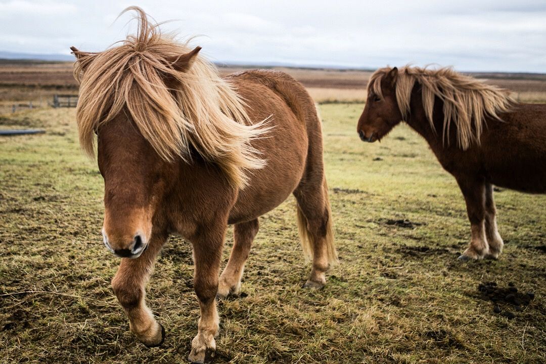 Caption: A photo of Icelandic horses in a field in Iceland. (Local Guide Christina-NYC)