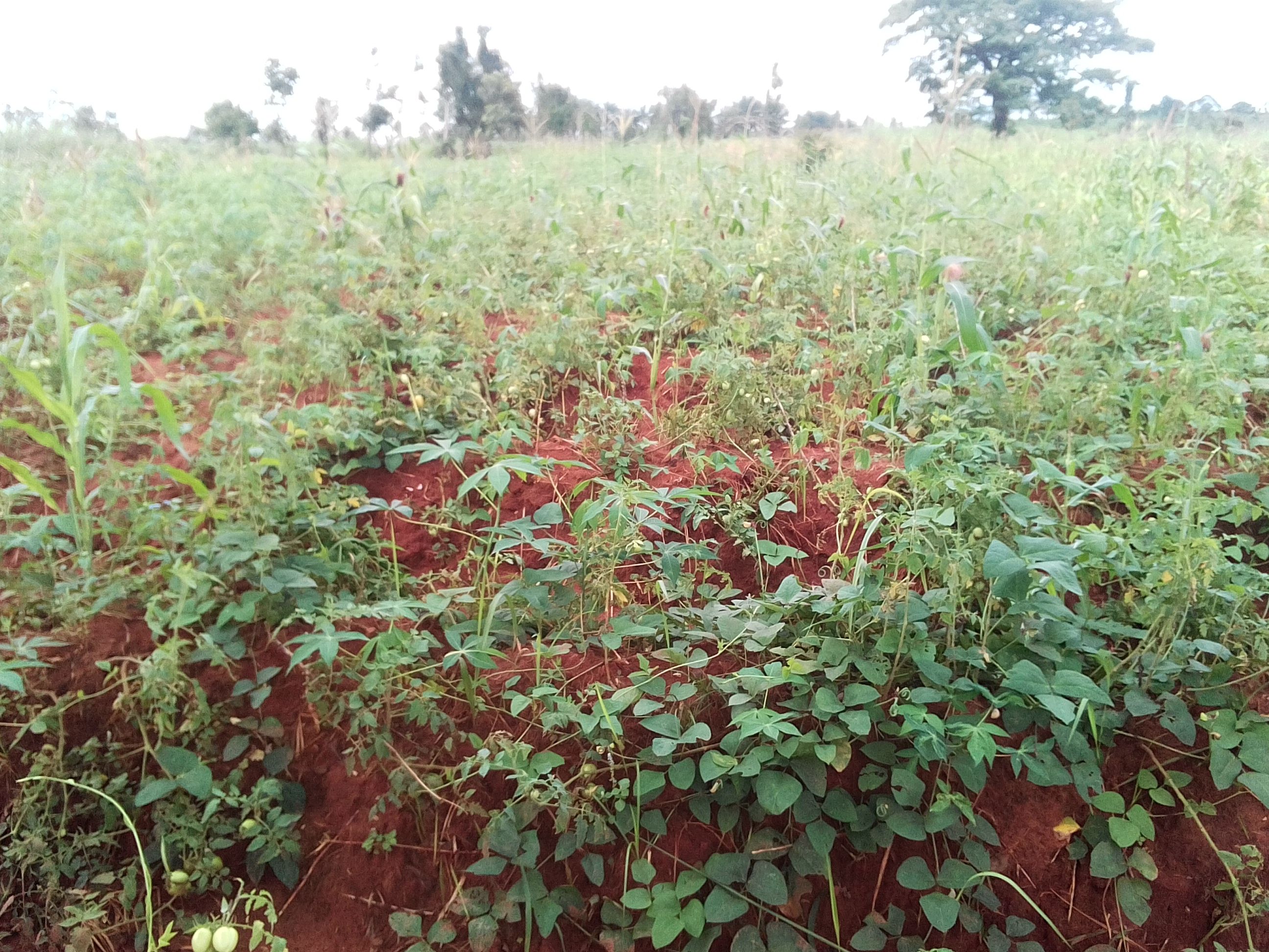 Picture of my farm land,looking at the image you will see a lot of crops,which I engage in mixed cropping, one farm land with a lot of crops their include: Tomatoes, cassava, Maize,okro.