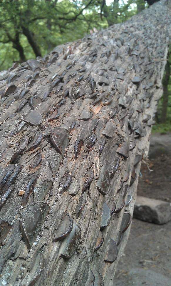 Wishing tree, Padley Gorge
