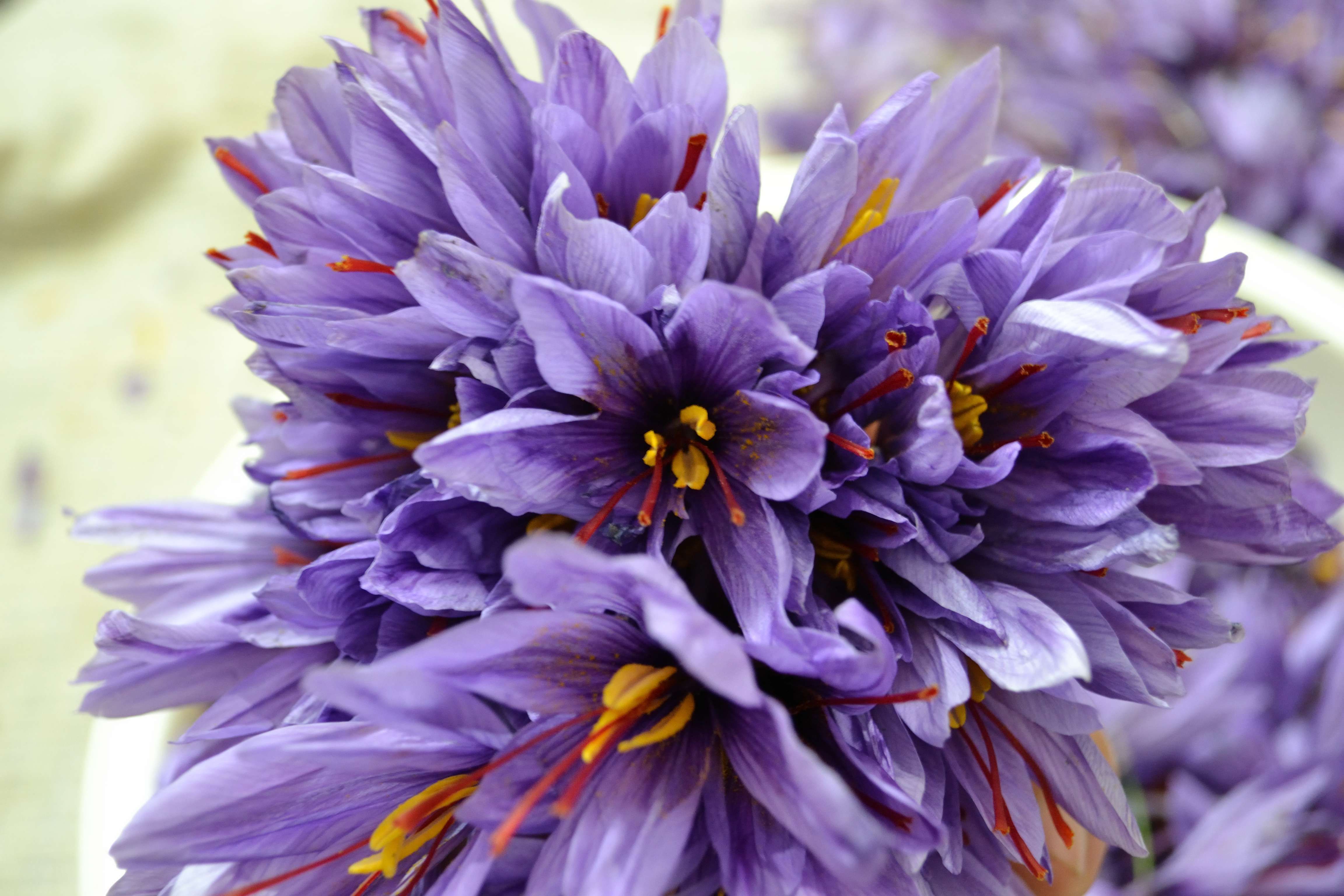 saffron  flower - Iran -  Qaynat