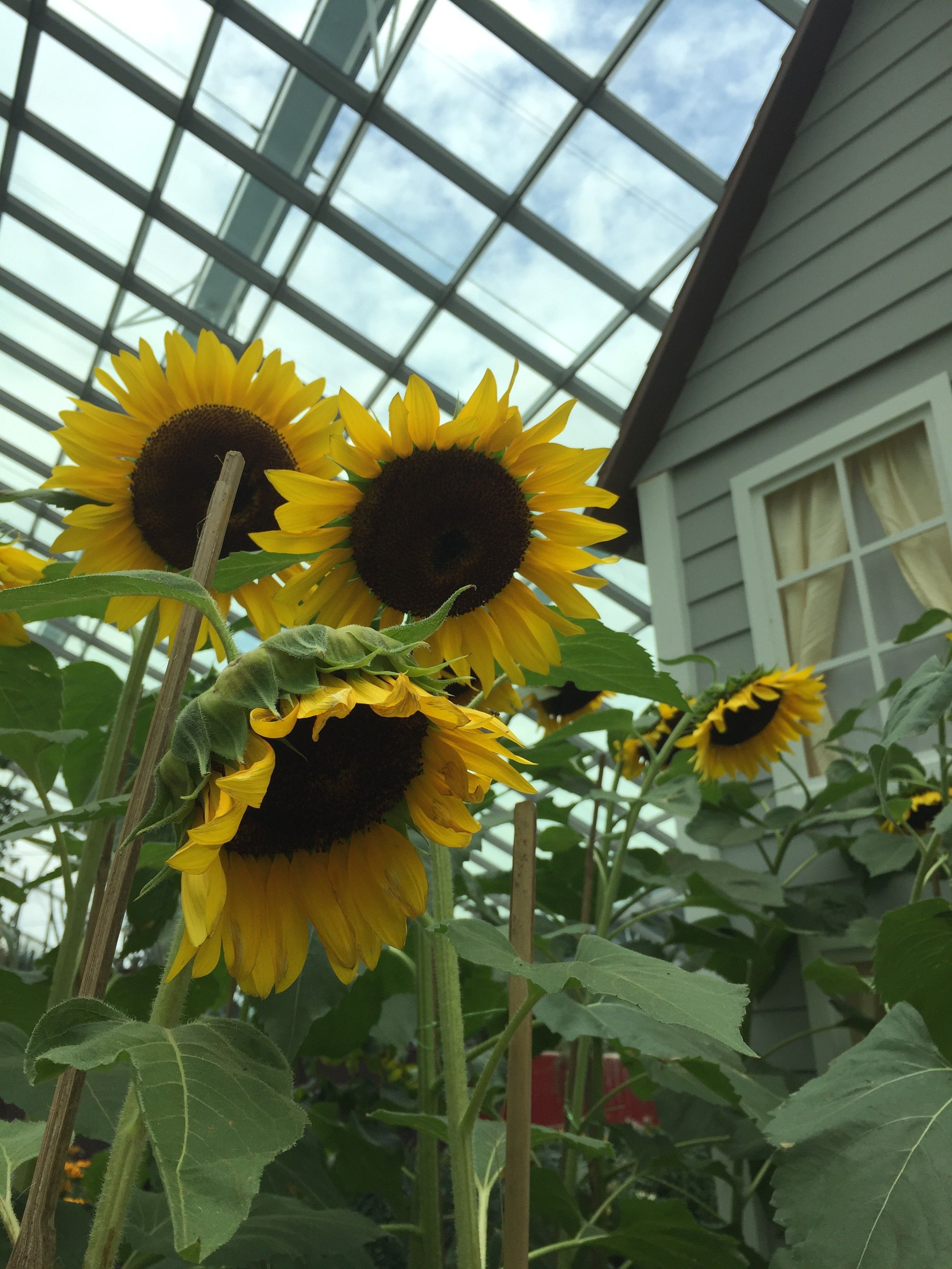Caption: A Photo of  Some Sunflowers Inside the Flowers Dome (Local Guides @AngieYC)