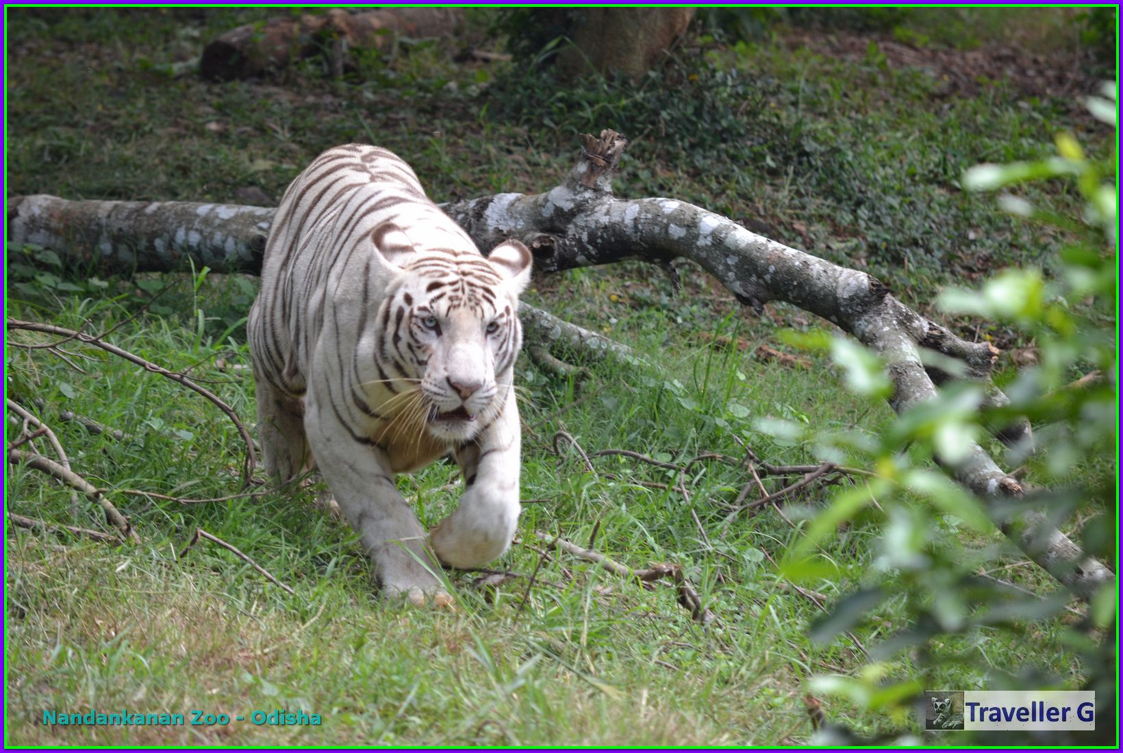White Tiger from Nanadankanan Zoo, Odisha, India