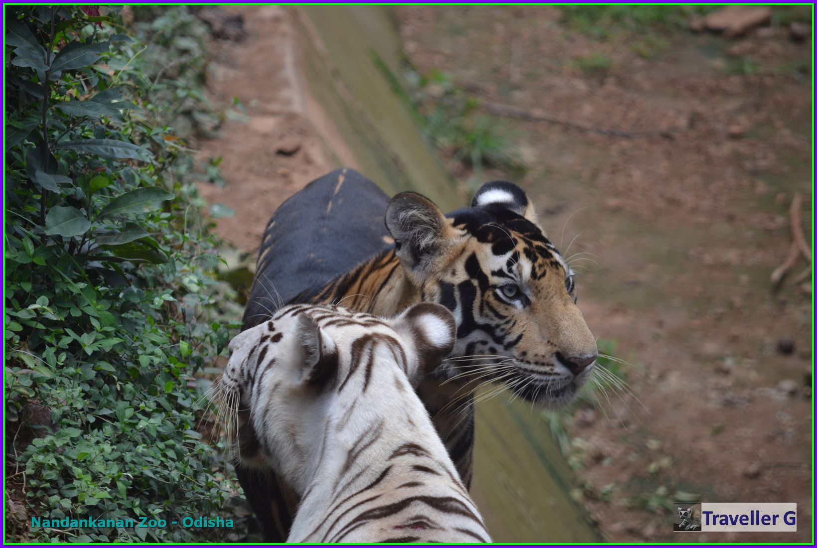 Rare Tiger Cubs - Nandankanan Zoo (by TravellerG)