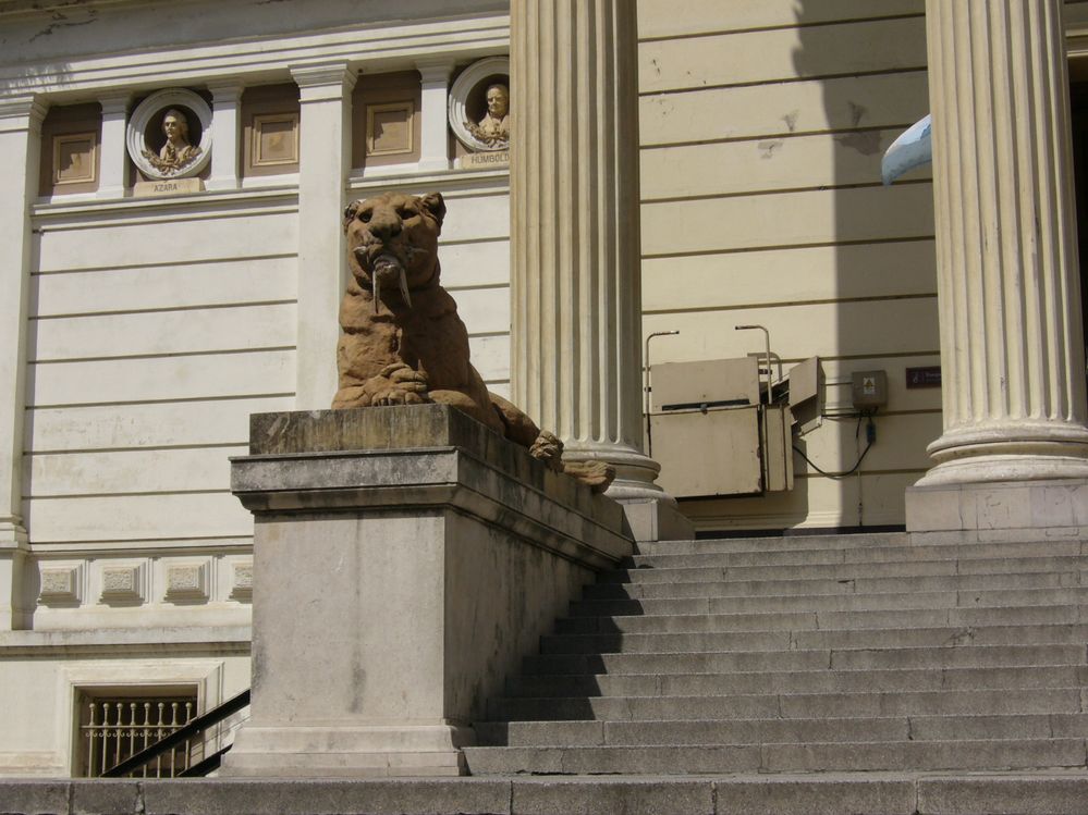 Los leones del museo de Ciencias Naturales de La Plata
