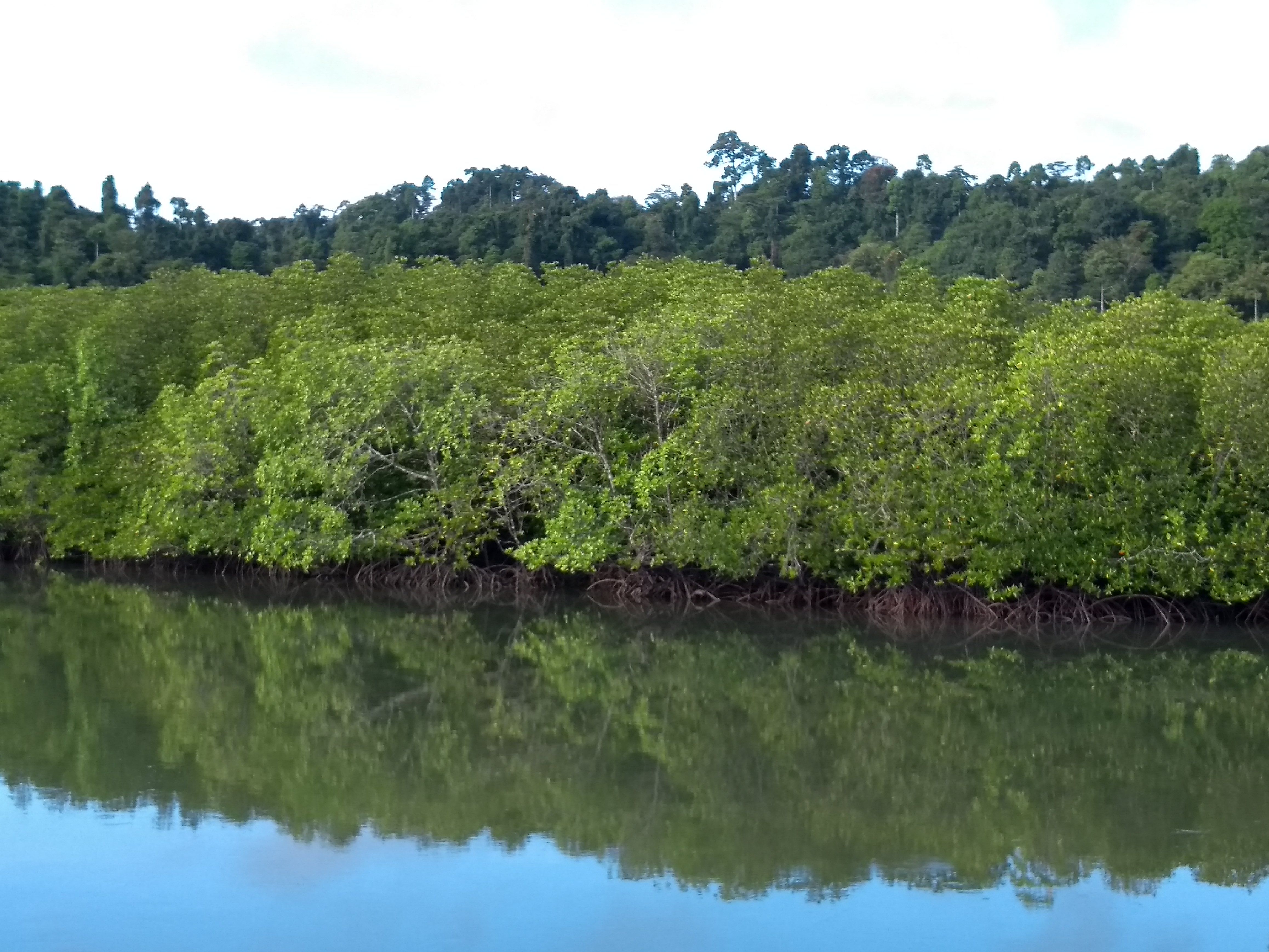 Mangroves at Baratang
