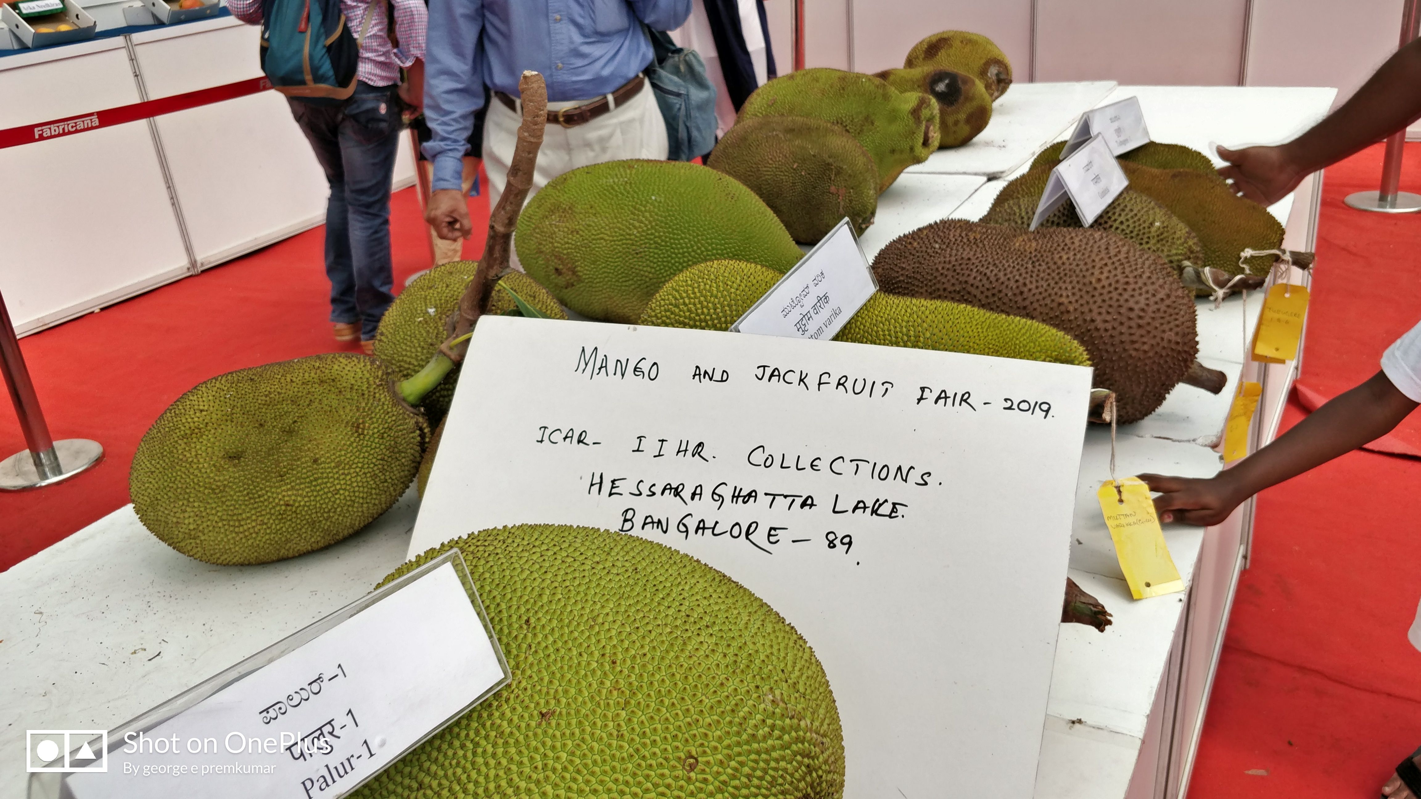 MANGO and  Jackfruit Fair Bengaluru India