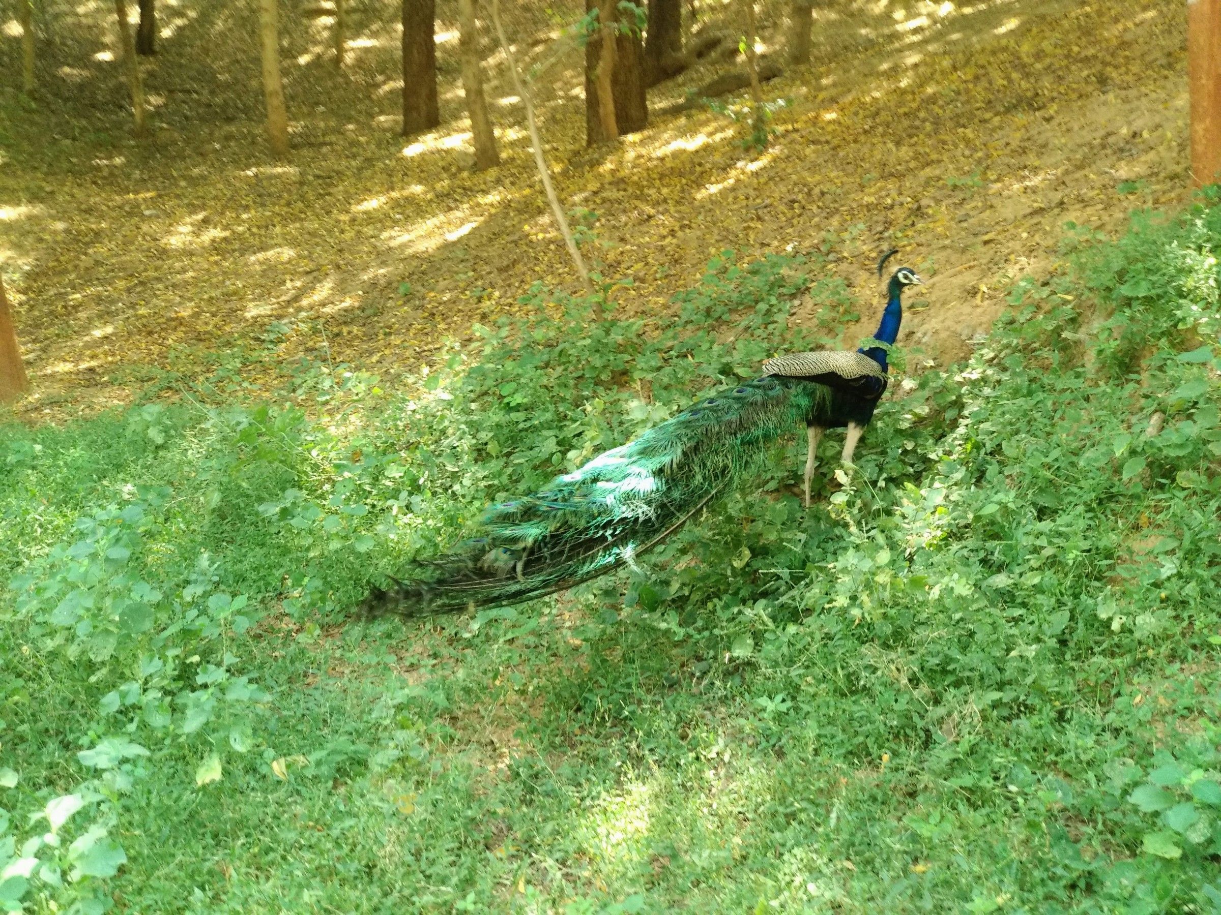 A picture of Indian National bird Peacock
