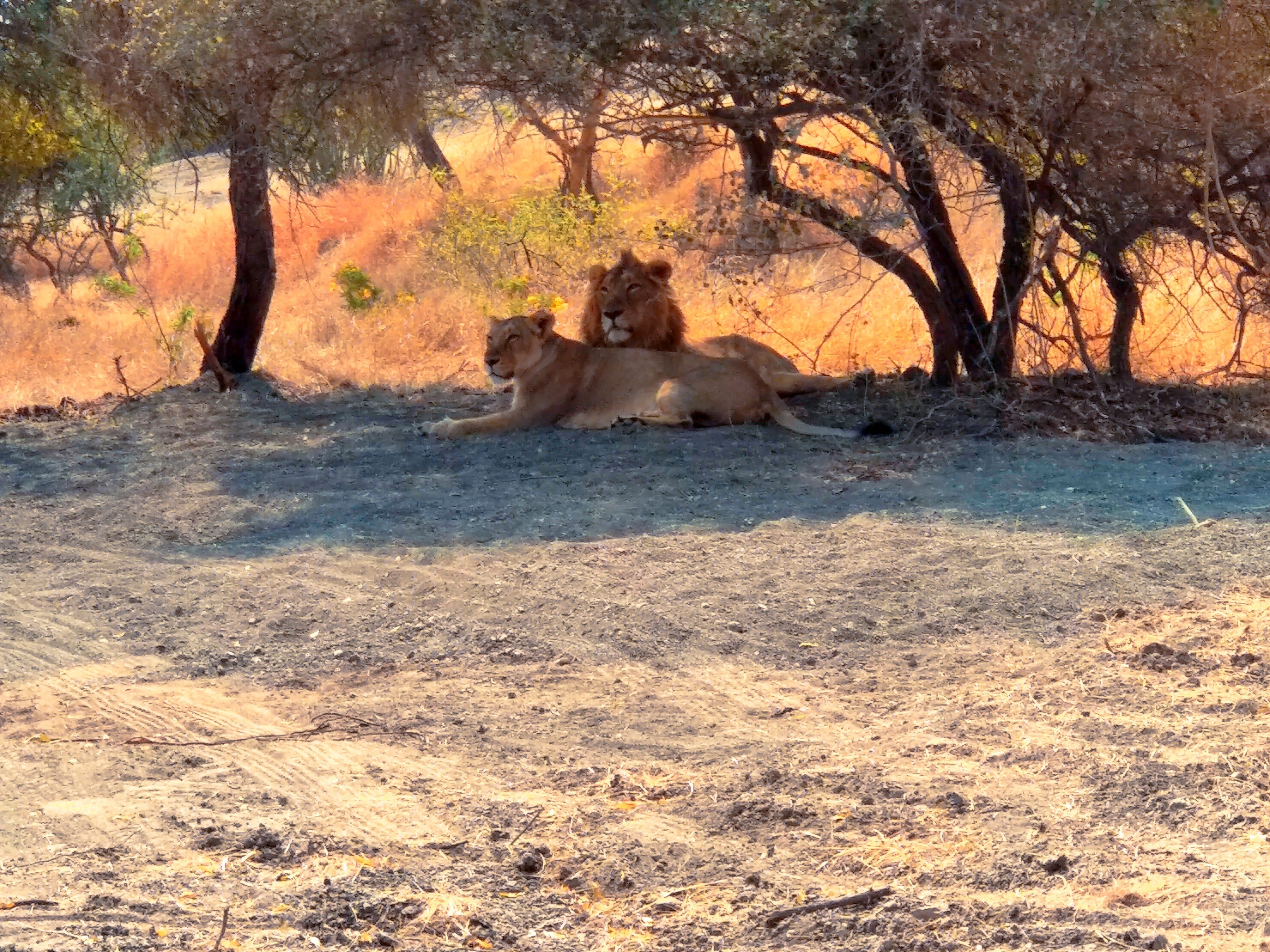 A lion and lioness seating under tree.