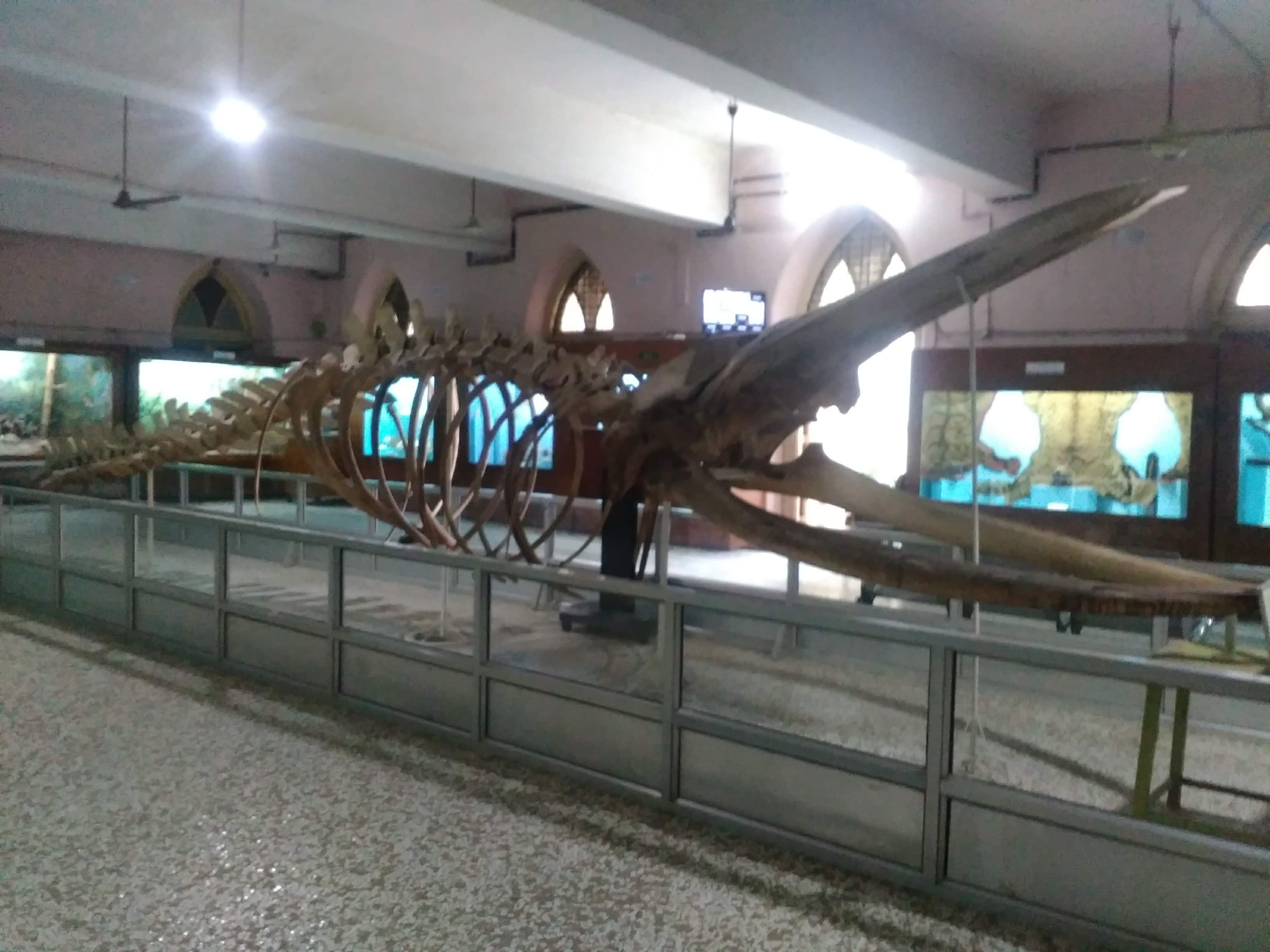 blue whale skeleton found on 7-10-1989 at nargol  seashore district :Valsad ,Gujarat.