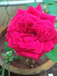 a beautiful rose in my Garden