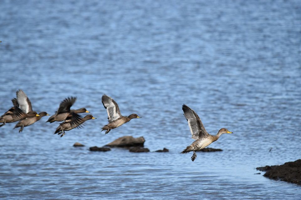 Caption: Patos volando -Reserva Laguna Negra - Tolhuin (Local Guides @FaridMonti)