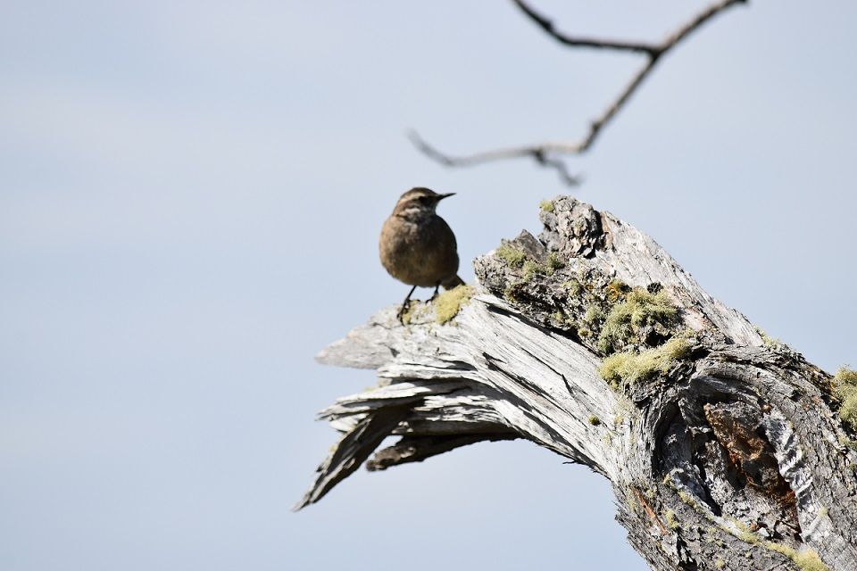 Caption: Pájaros en la Reserva - Tolhuin (Local Guides @FaridMonti)