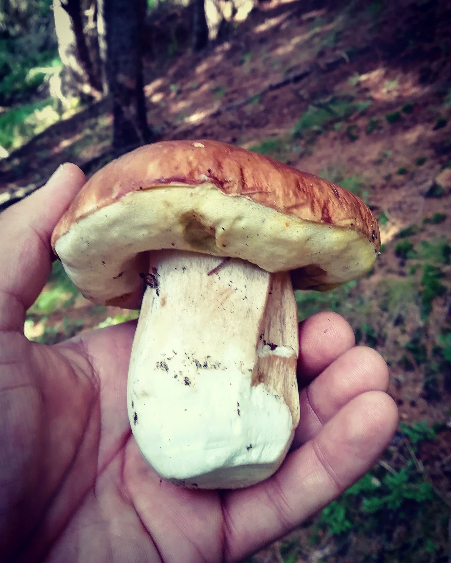 Caption: Porcini Mushroom, fresh from the wild - Hand and photo by Local Guide @ermest