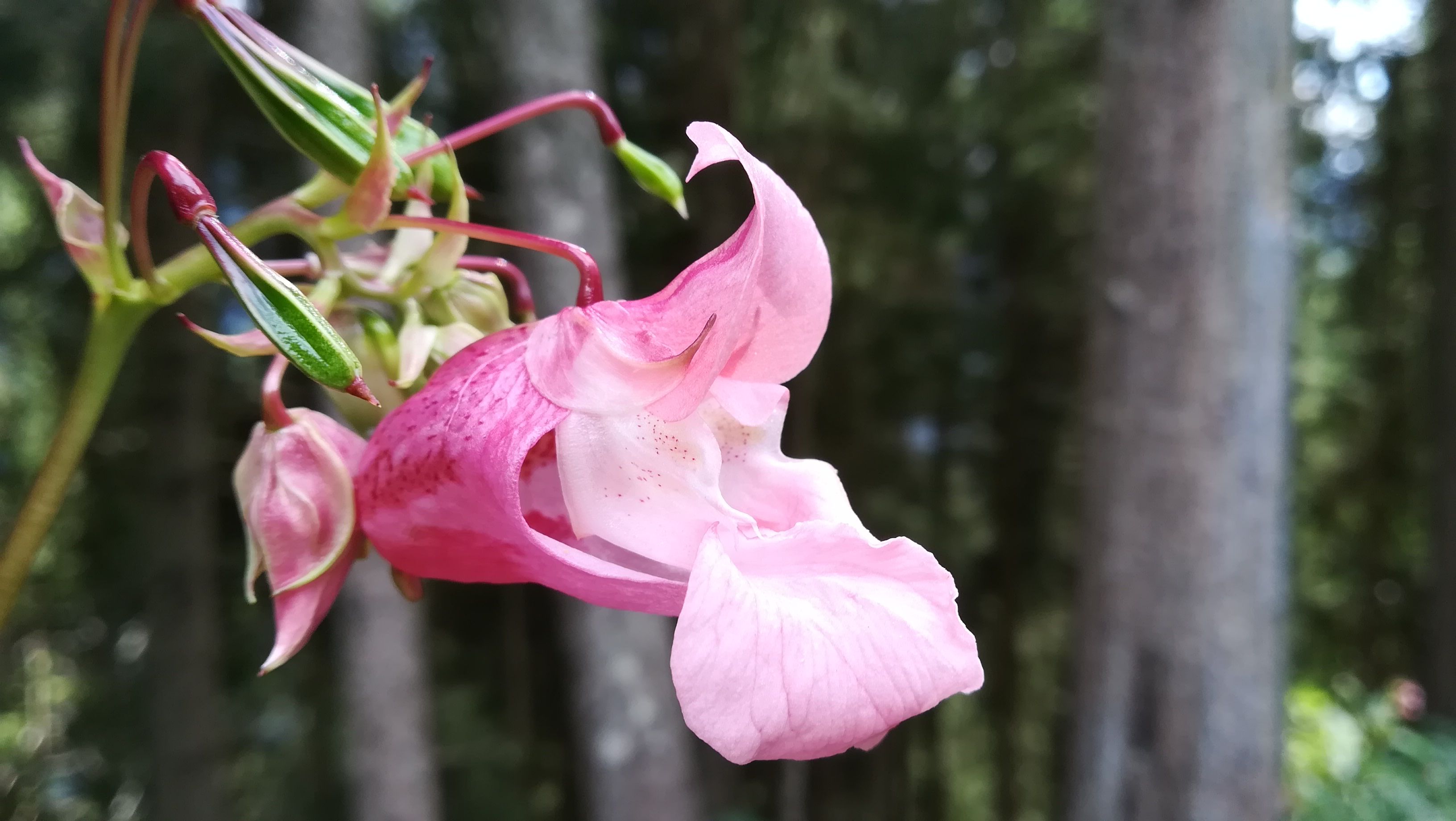 Caption: Indian Balsam flower in the Alps - photo @ermest