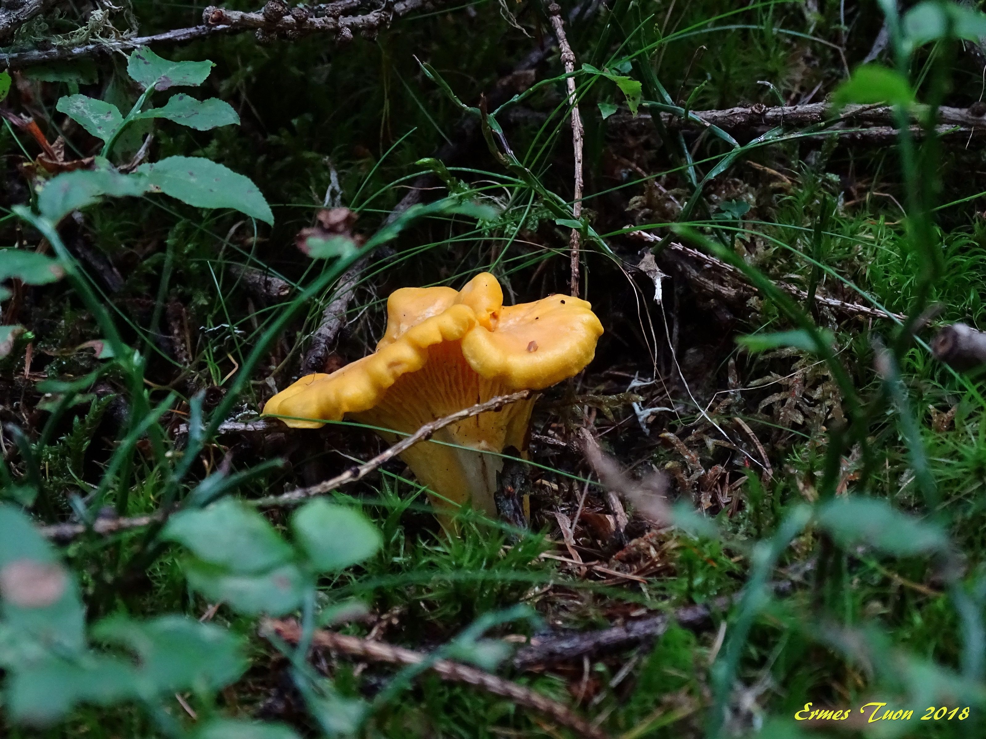 Caption: a cantharellus cibarius in the grass