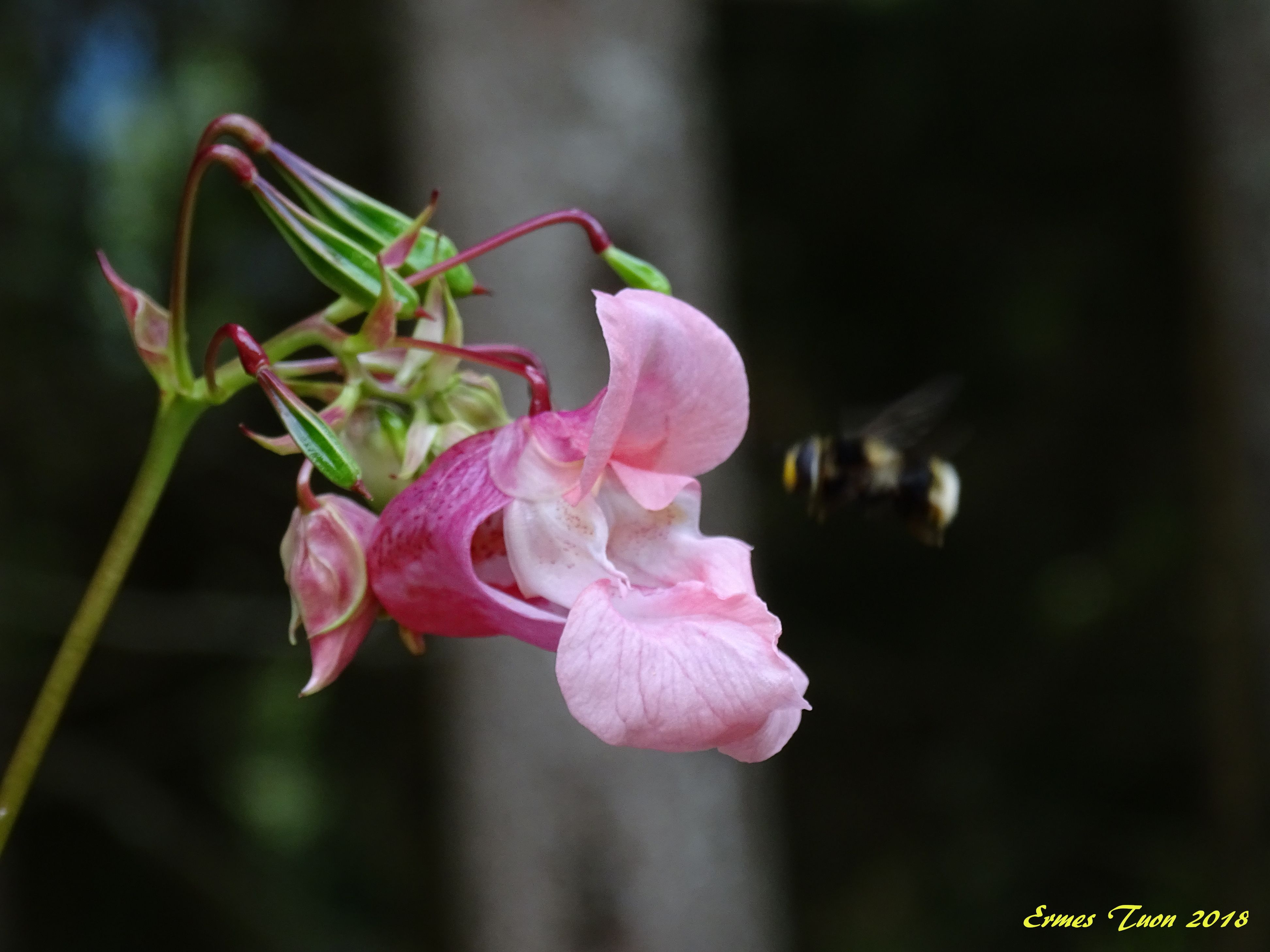 Caption: Himalayan balsam (Impatiens glandulifera) an amazing flower with a bee entering inside