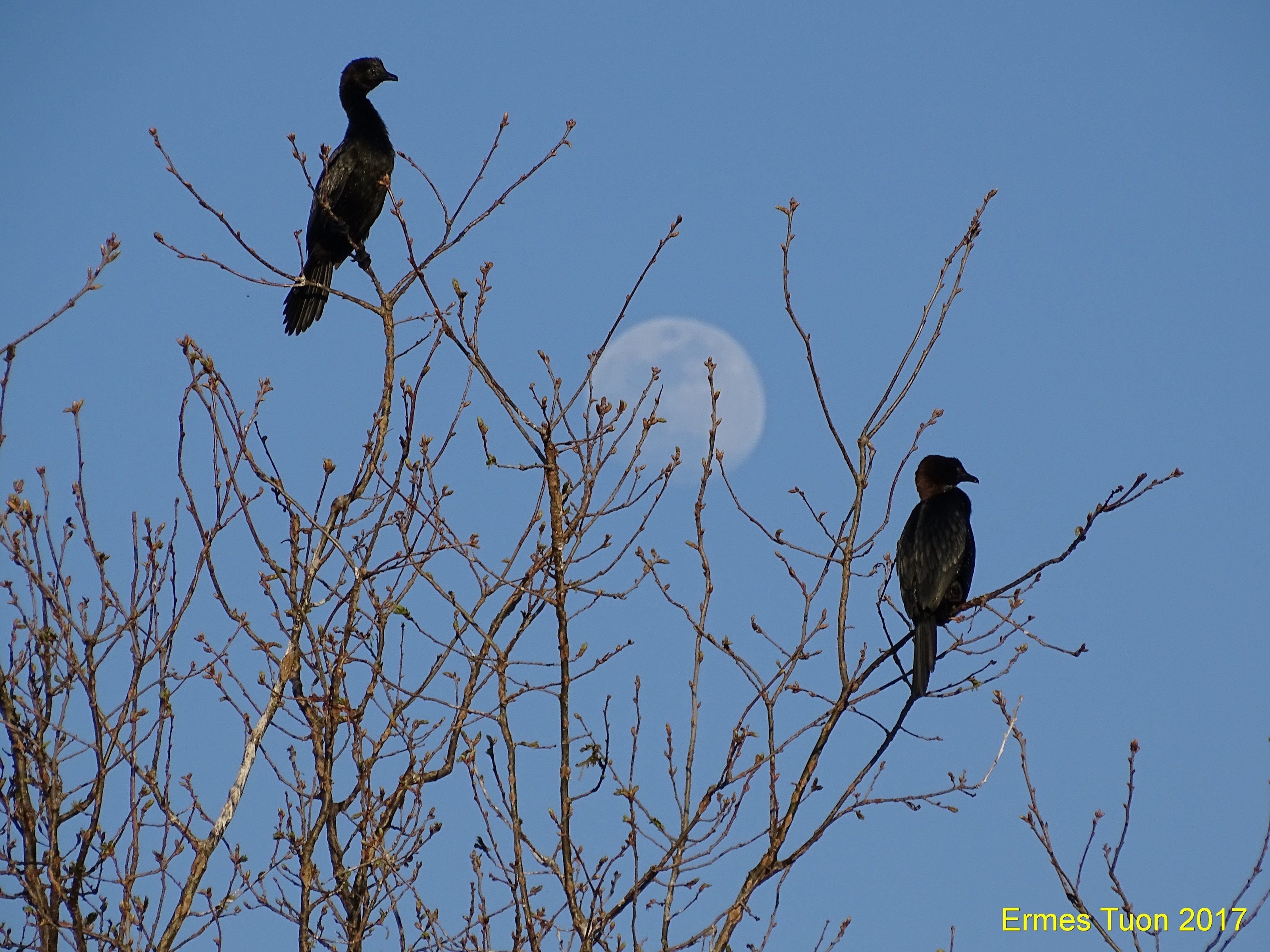 Caption: a couple of cormorants, with the moon in the background - Local Guide @ermest