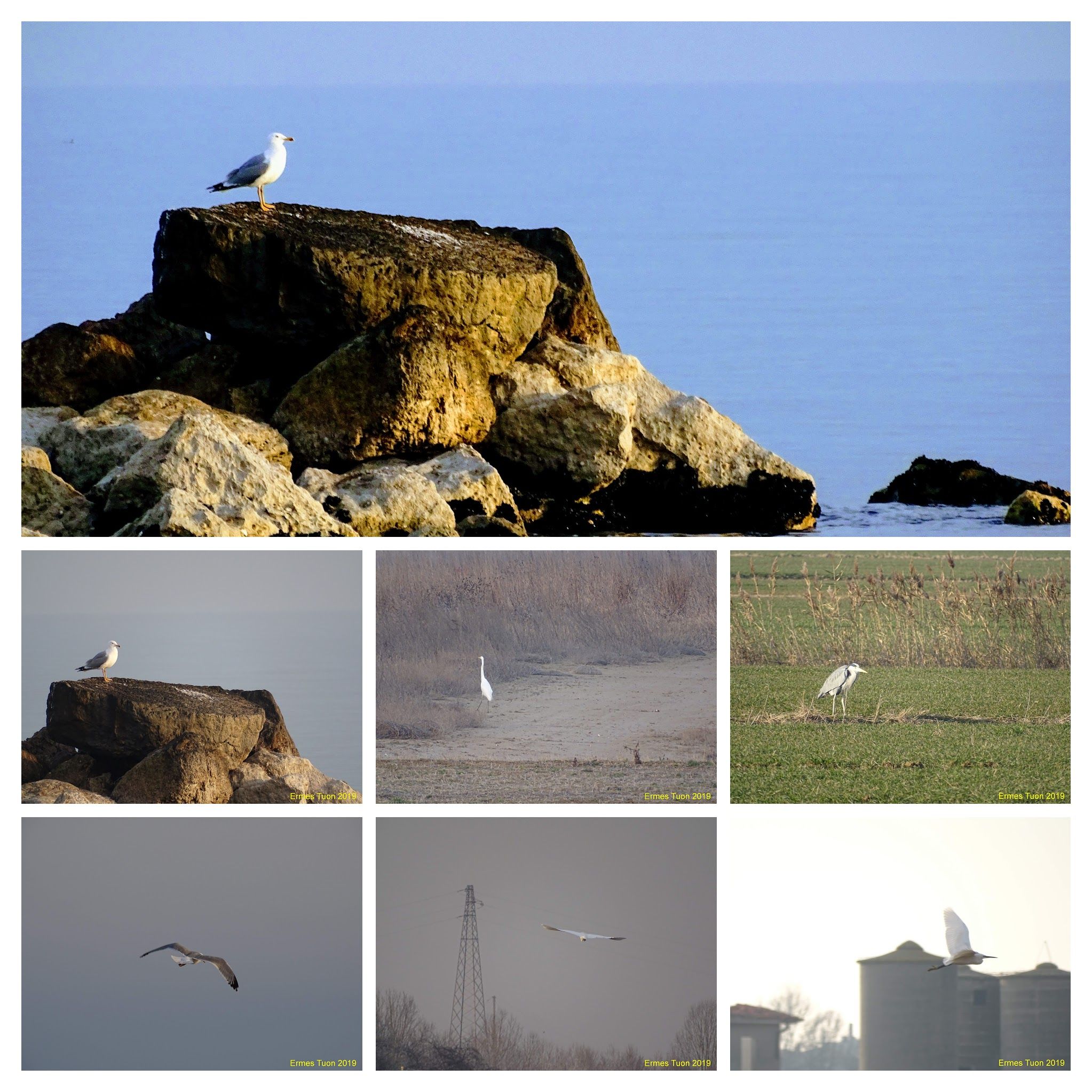 Caption: Birds on Laguna del Mort - Local Guide @ermest