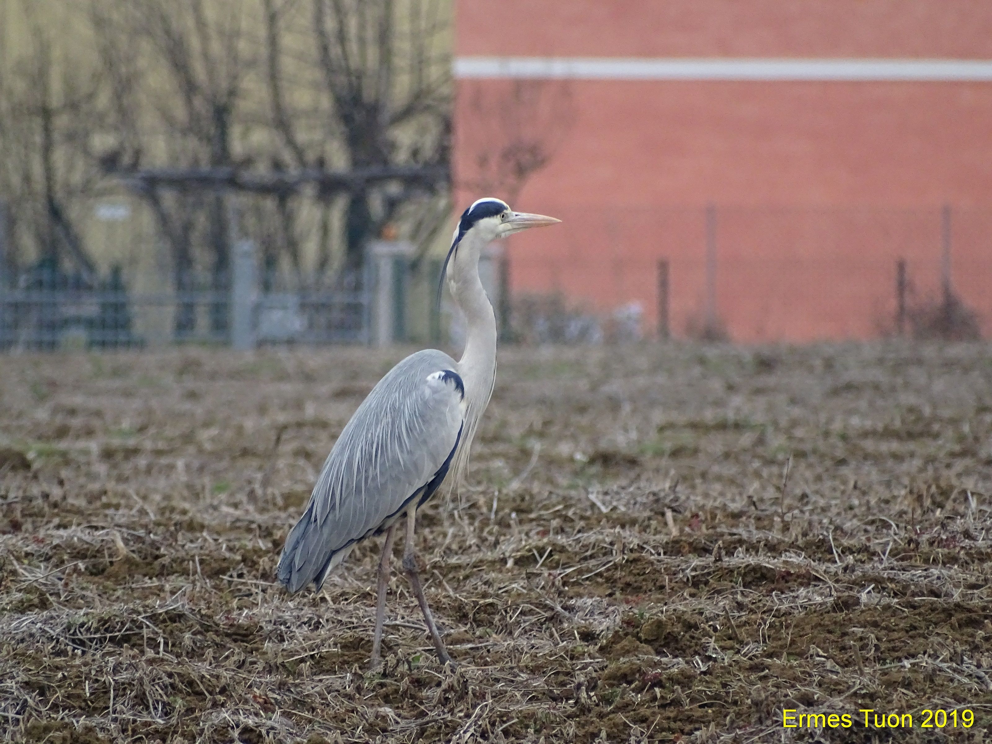 Caption - A Gray Heron on the field on January First -  Local Guide @ermest