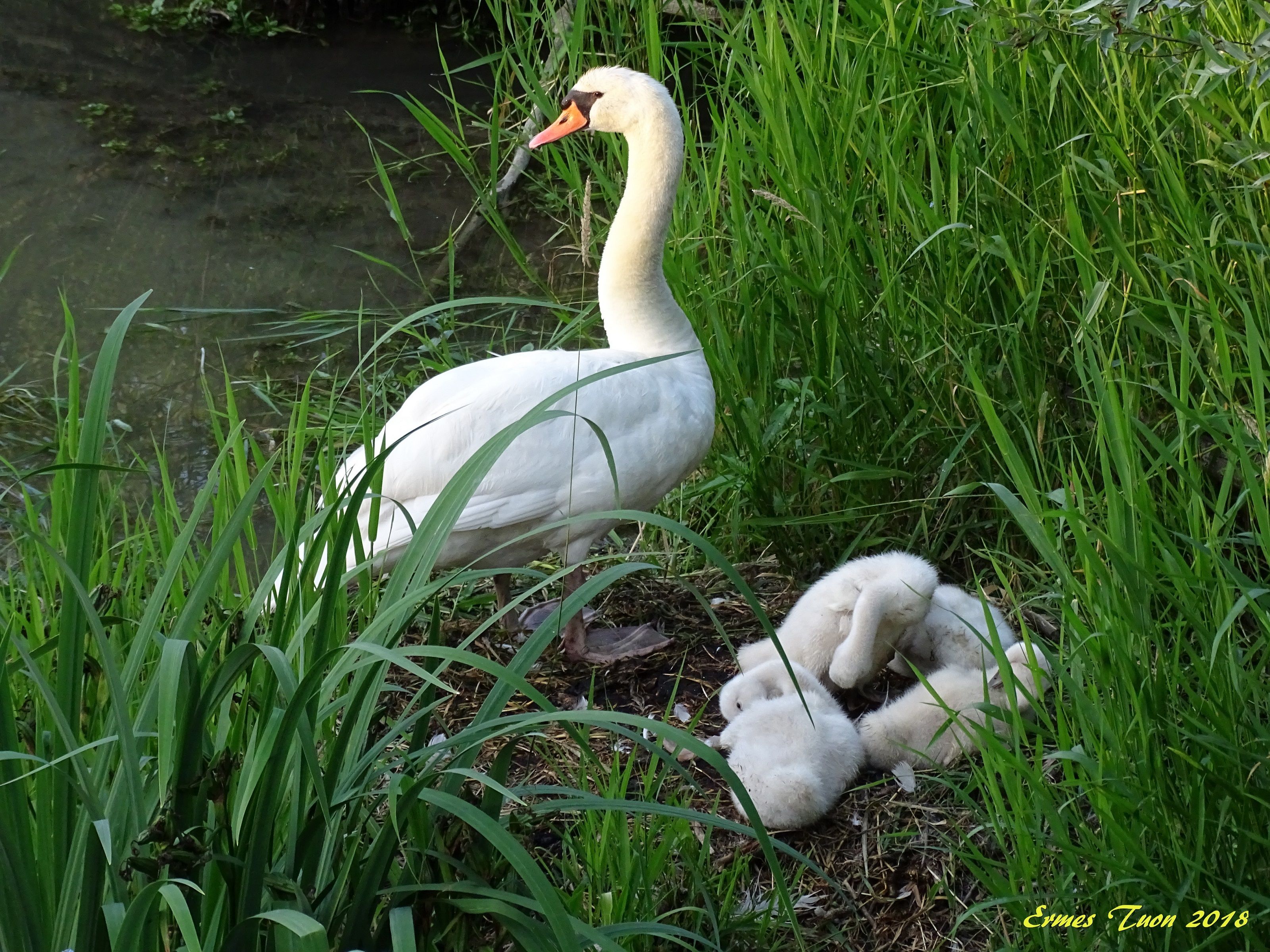 Caption: a Swan nest, on my river - Local Guide @ermest