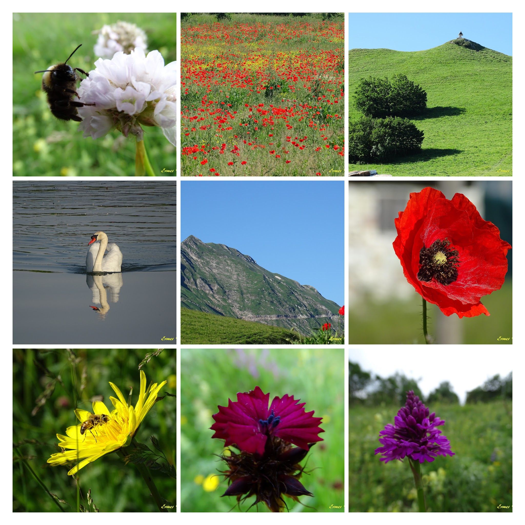 Caption: a gorgeous nature - photos taken in various places in Italy - Local Guide @ermest