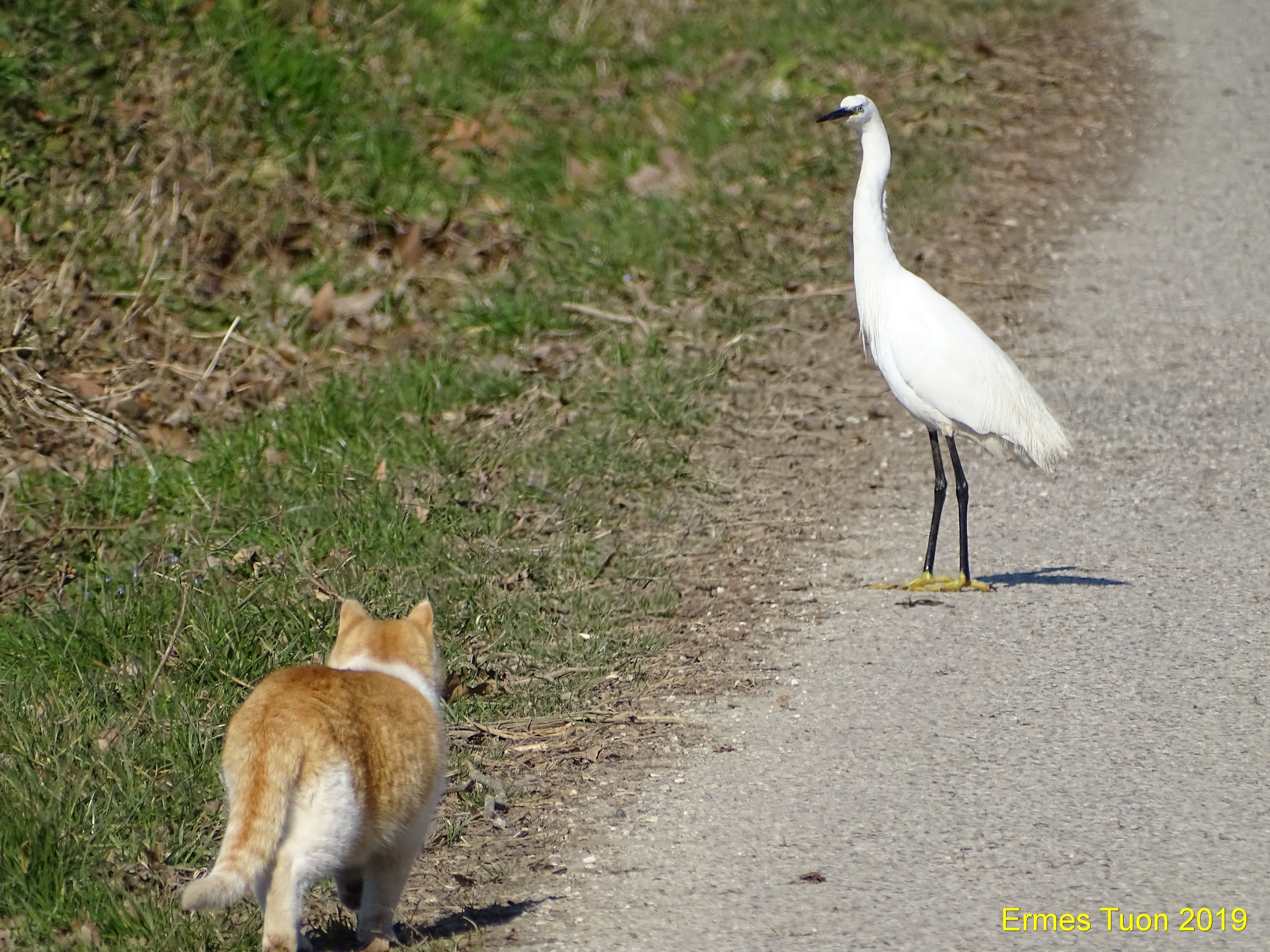 Caption: a cat trying to approach an egret - Local Guide @ermest