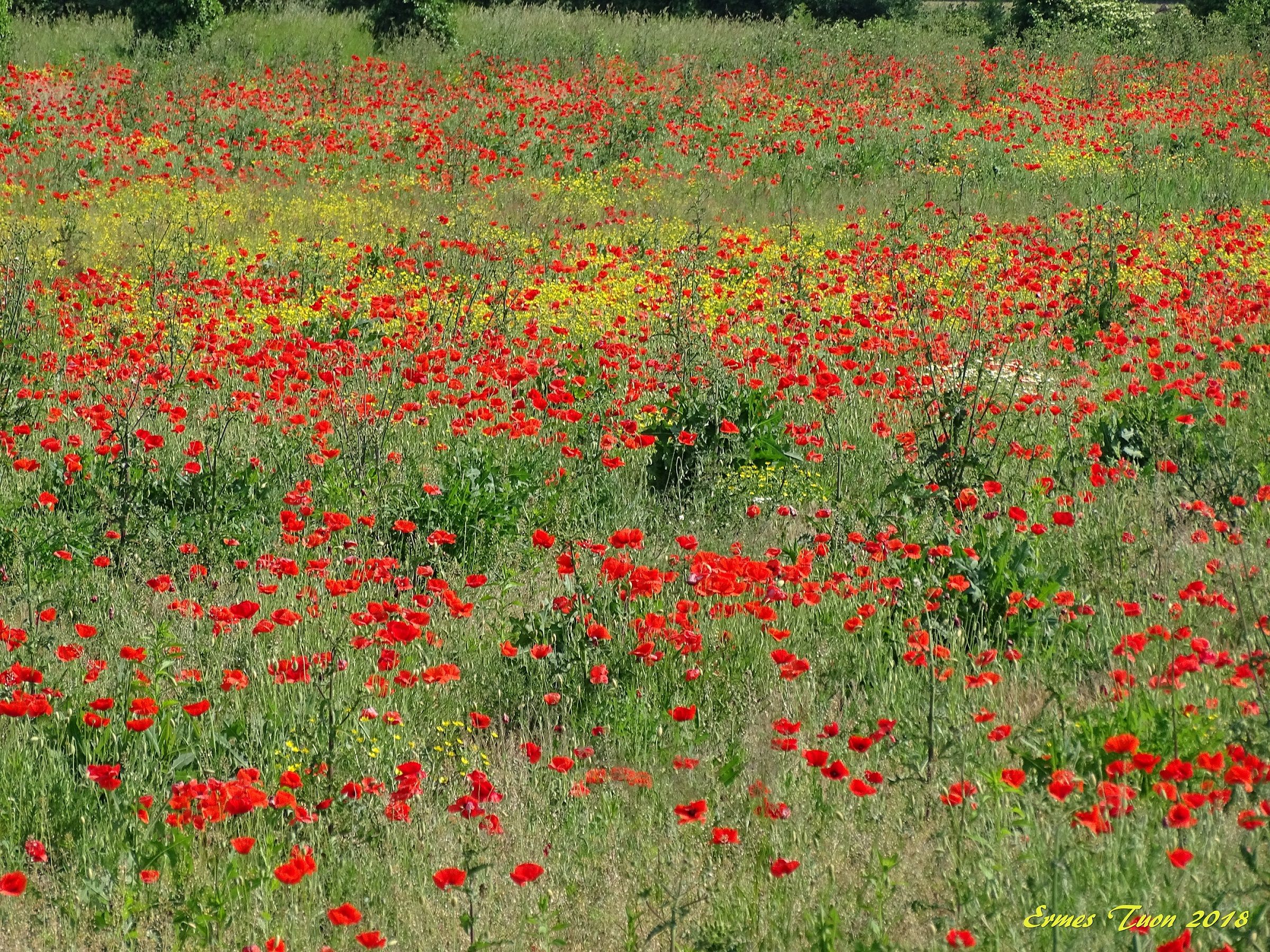 poppies on springtime - Local Guide @ermest