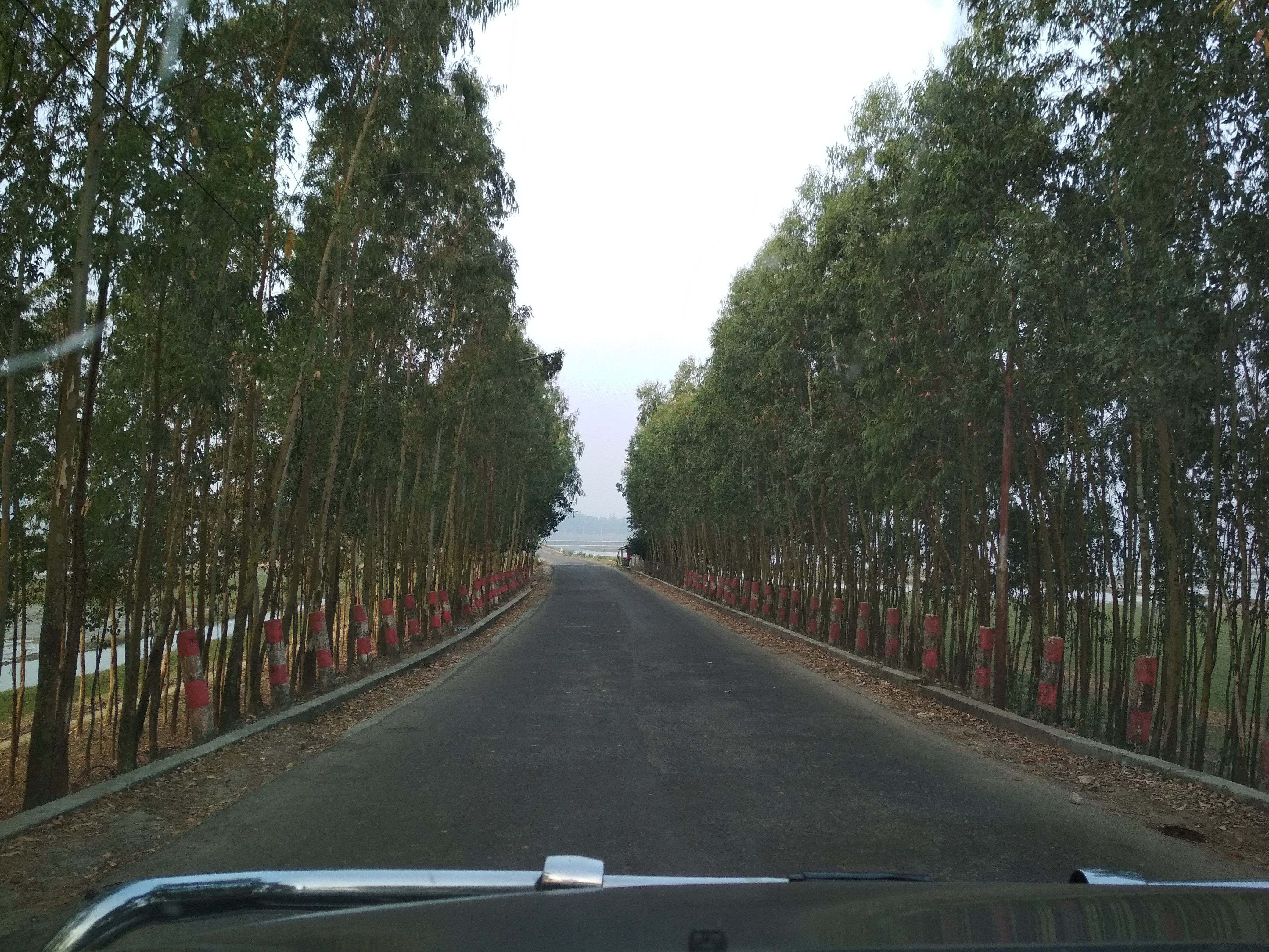 Road toMatarbari island just after crossing Maheshkhali bridge. This road is beautified by planting trees in strait line on the both side of the road. It will looks like a tunnel when you drive through.