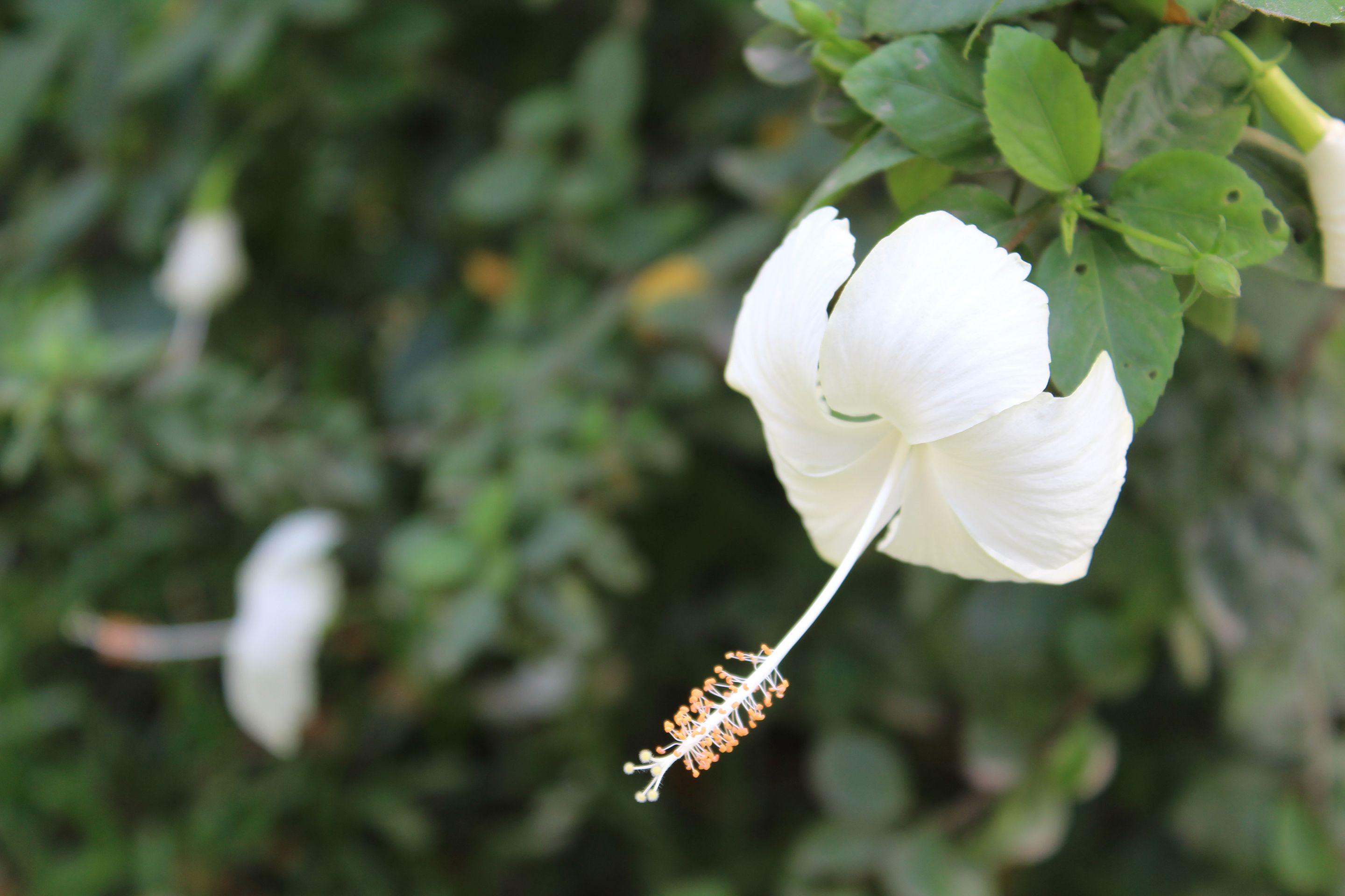 White Hibiscus flower photography from University of Dhaka, Bangladesh