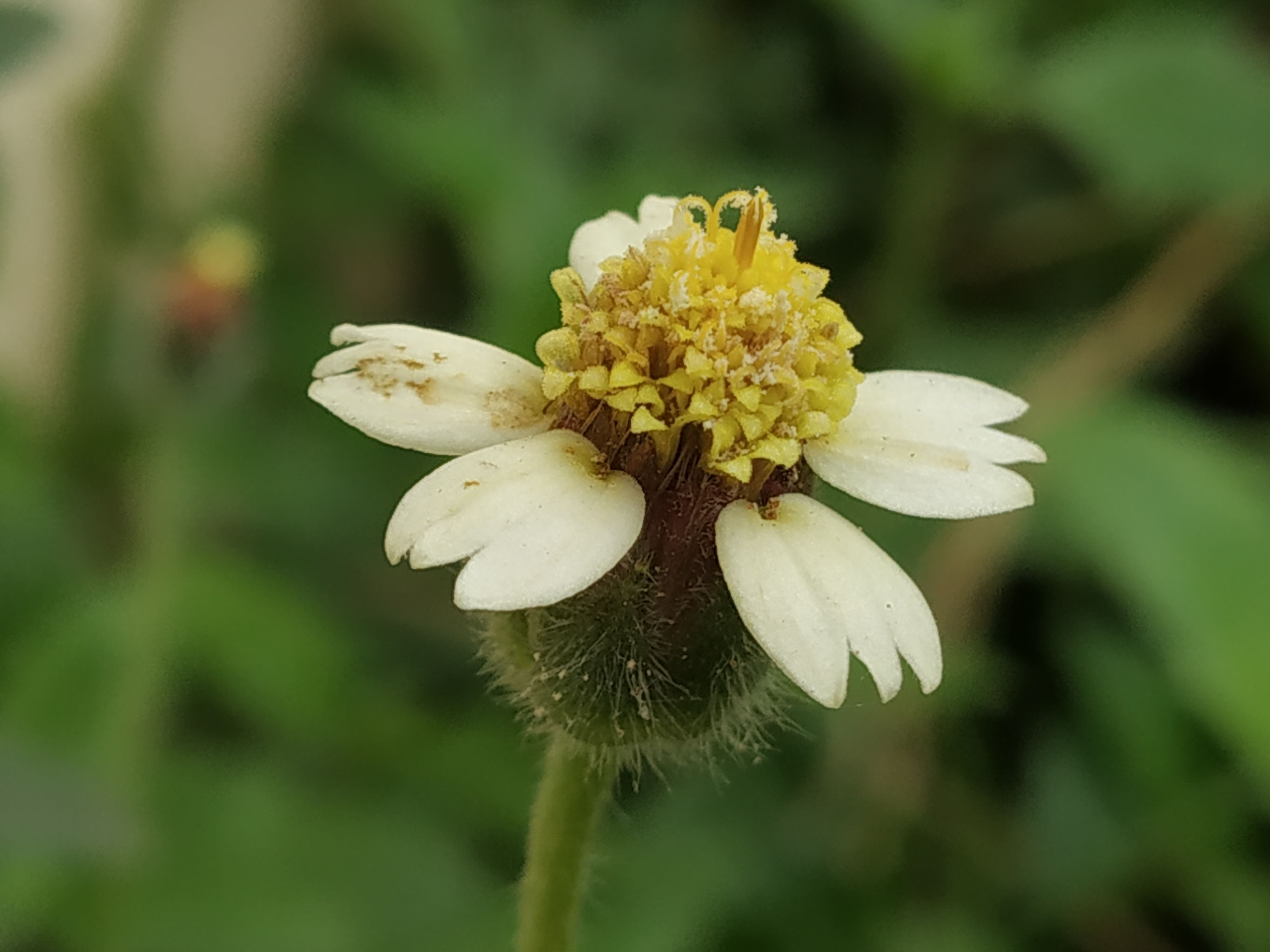 A Small Flower