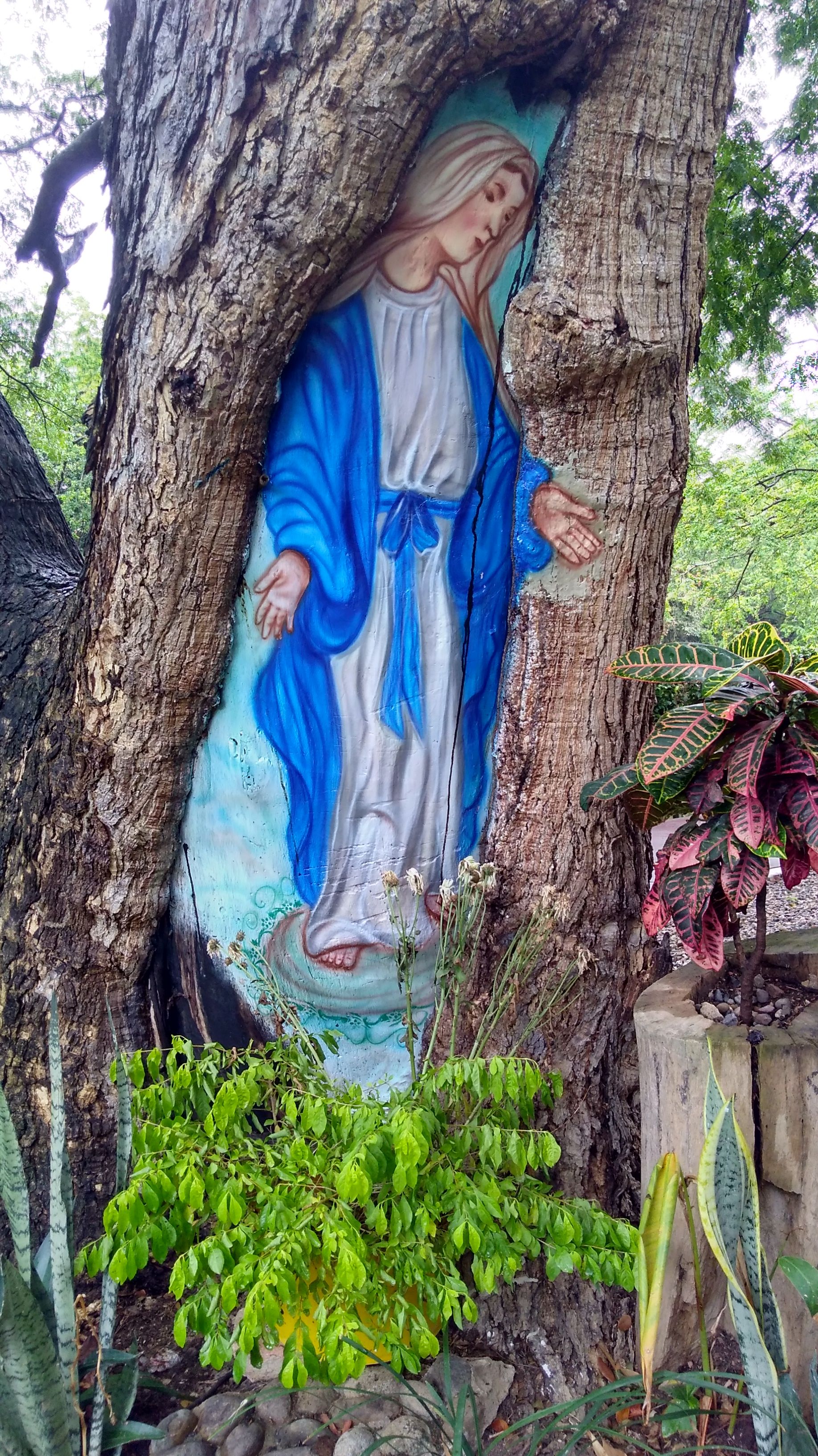 Virgen La milagrosa pintada sobre un árbol del Ecoparque Confanorte, Los Patios, Norte de Santander, Colombia