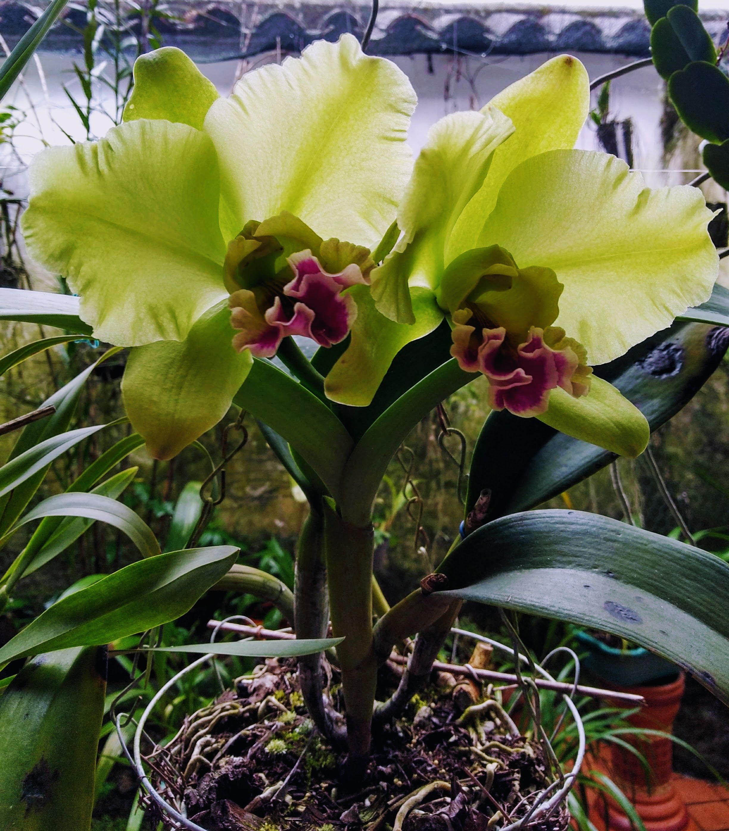 Orquídea