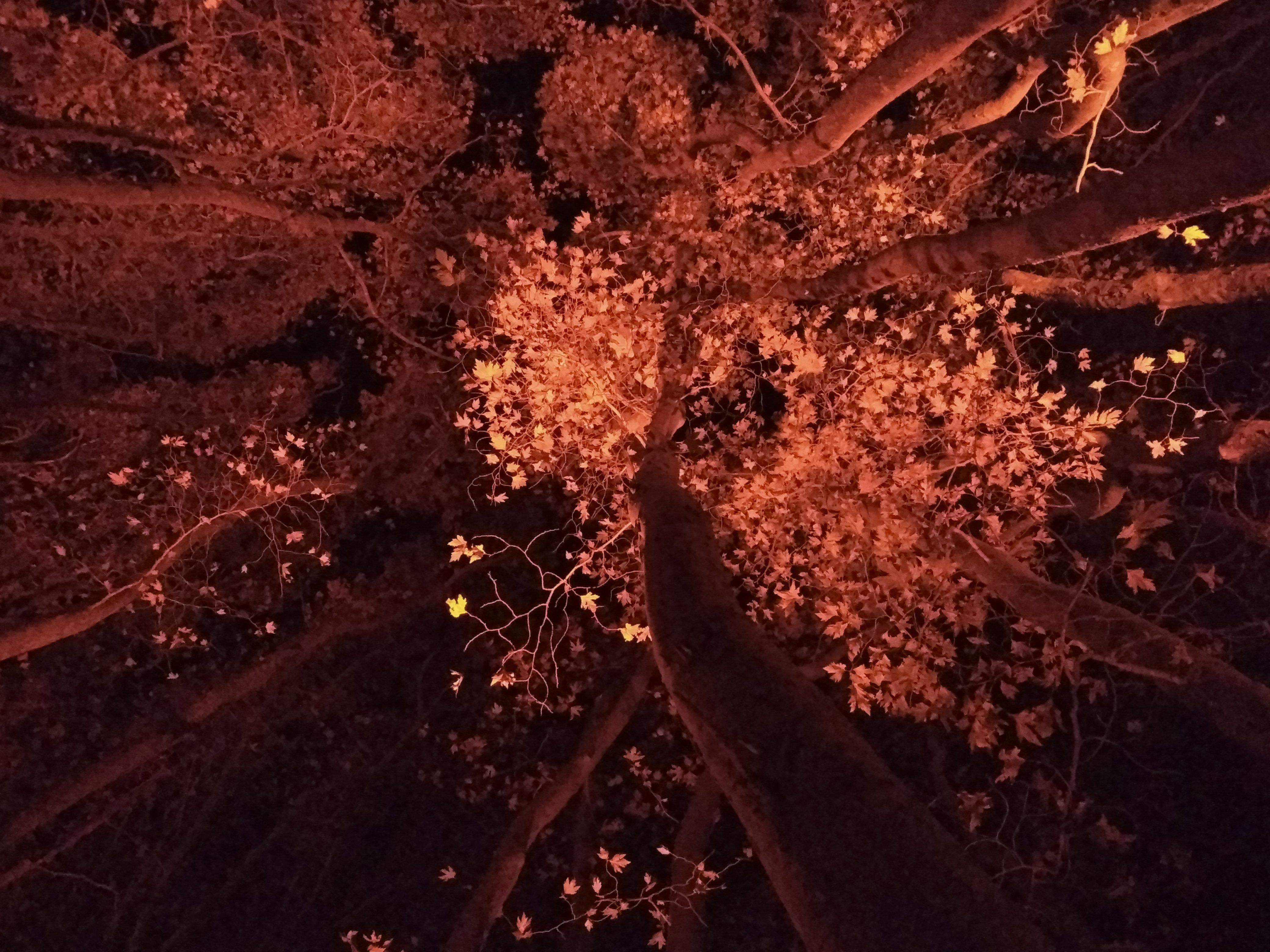 Caption: A photo of plane trees, taken from below, near Plovdiv, Bulgaria. The trees are illuminated by orange light (Local Guide @DeniGu)