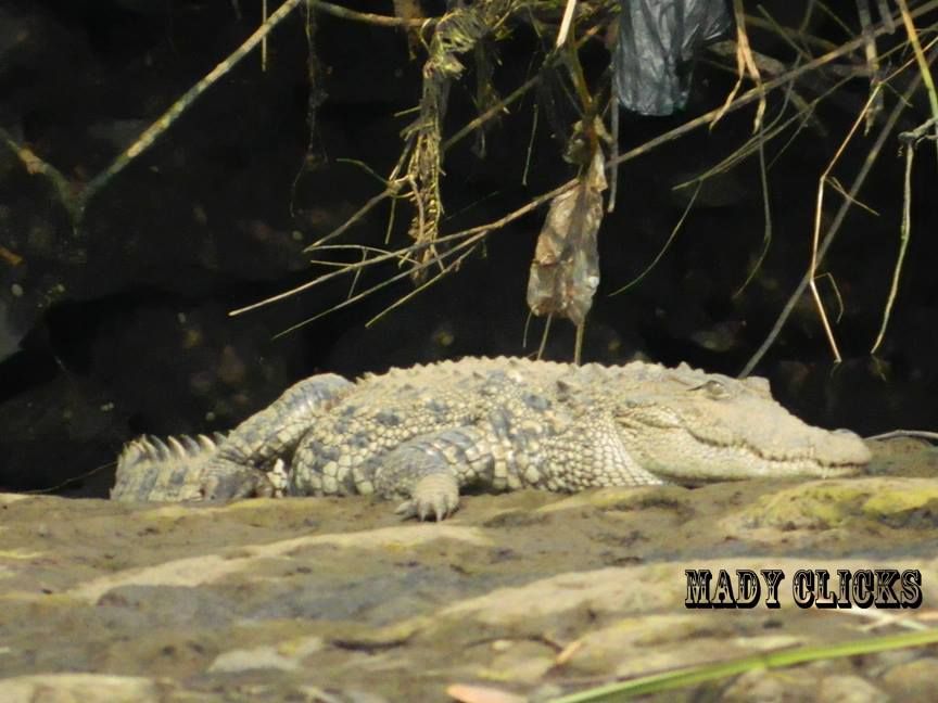 Maldoli-Crocodile-Safari-with-Solotravellers-Mady-Photography-20.jpg