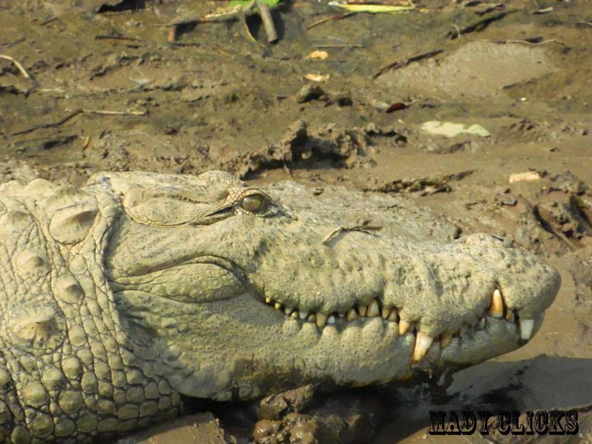 Maldoli-Crocodile-Safari-with-Solotravellers-Mady-Photography-9.jpg