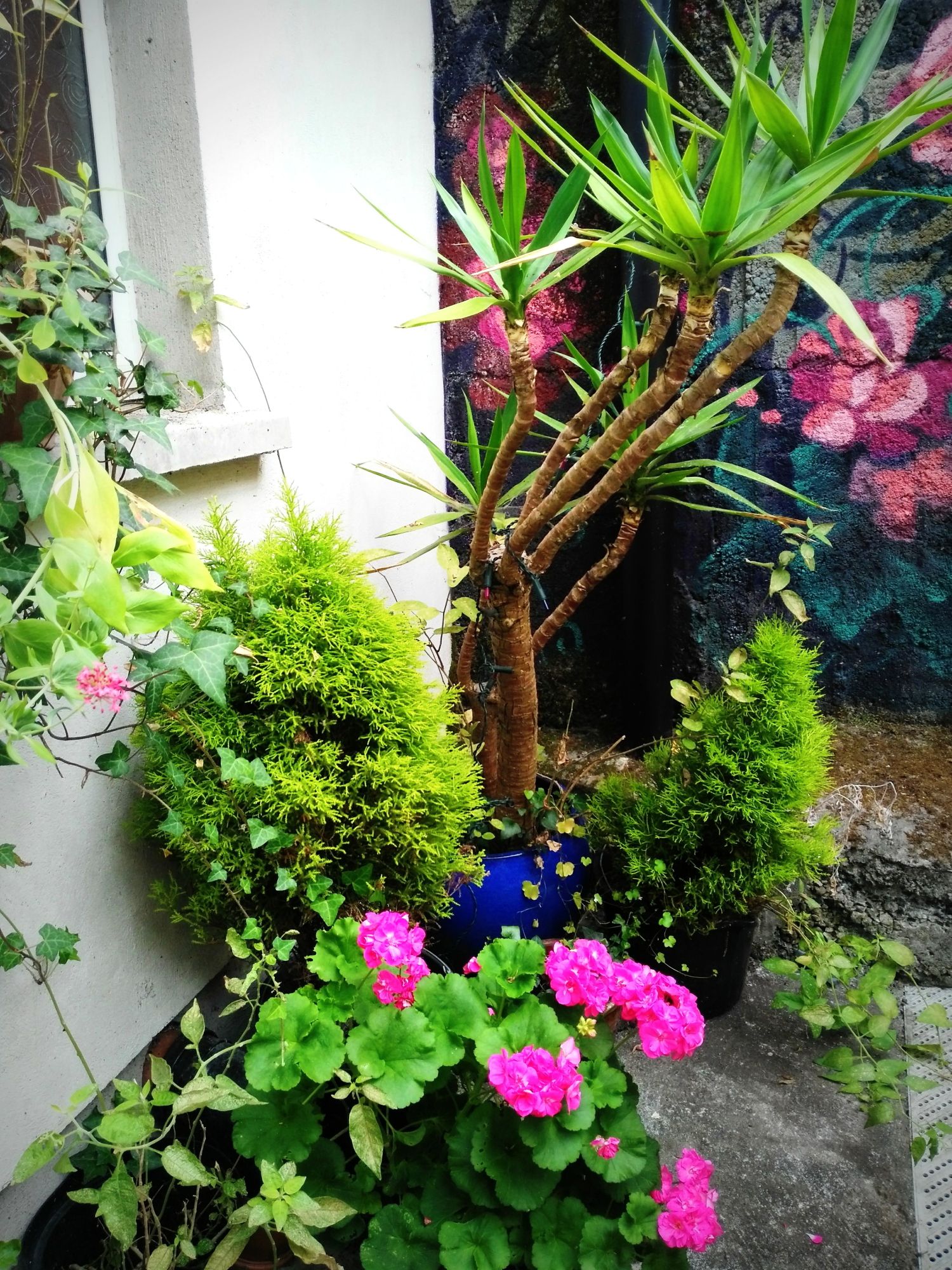 Beautiful plants @ the Secret Garden