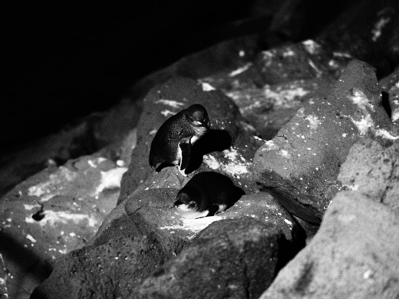 Little (Fairy) Penguin family group outside their nest