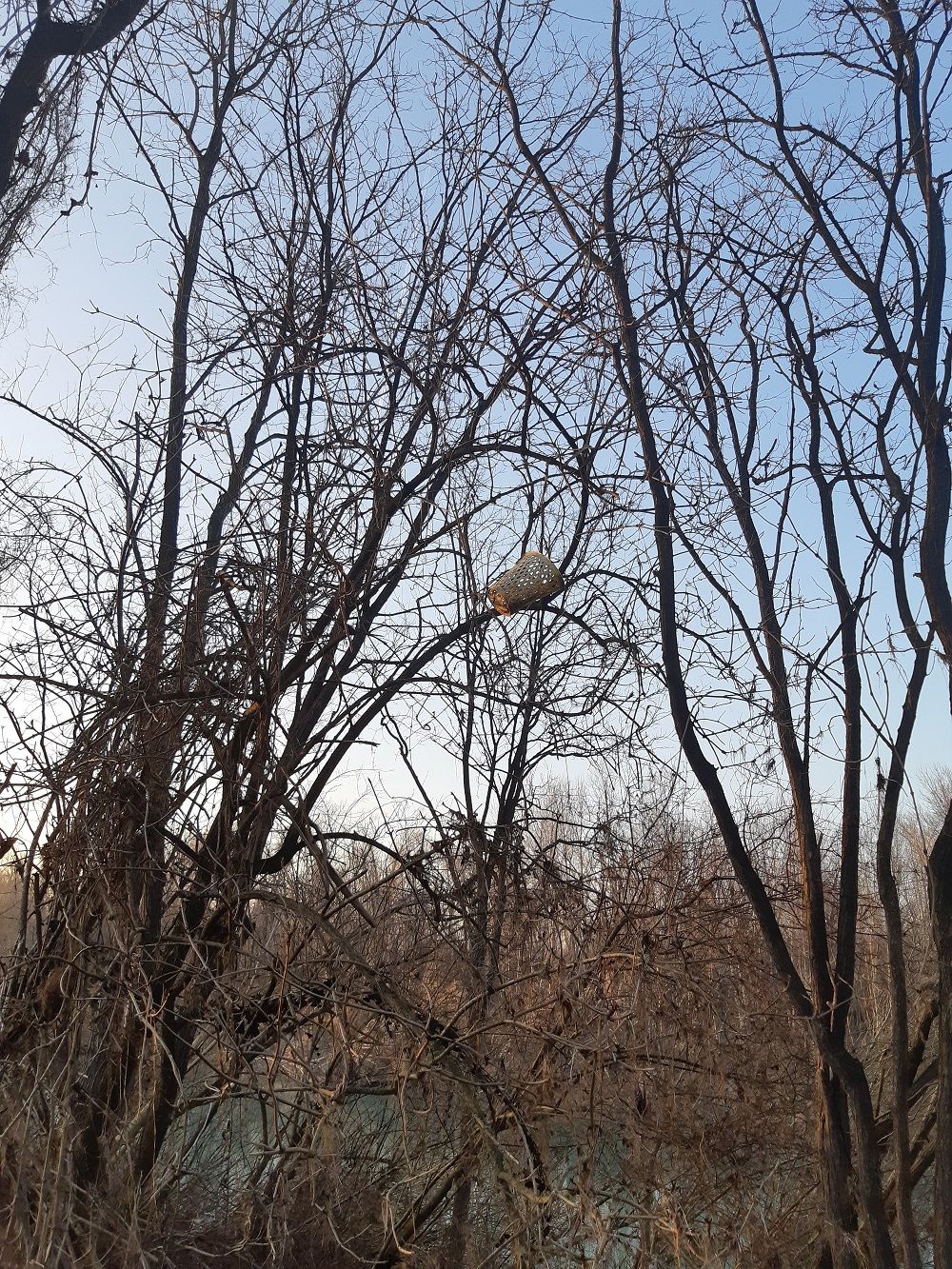 Plastic perched on branches