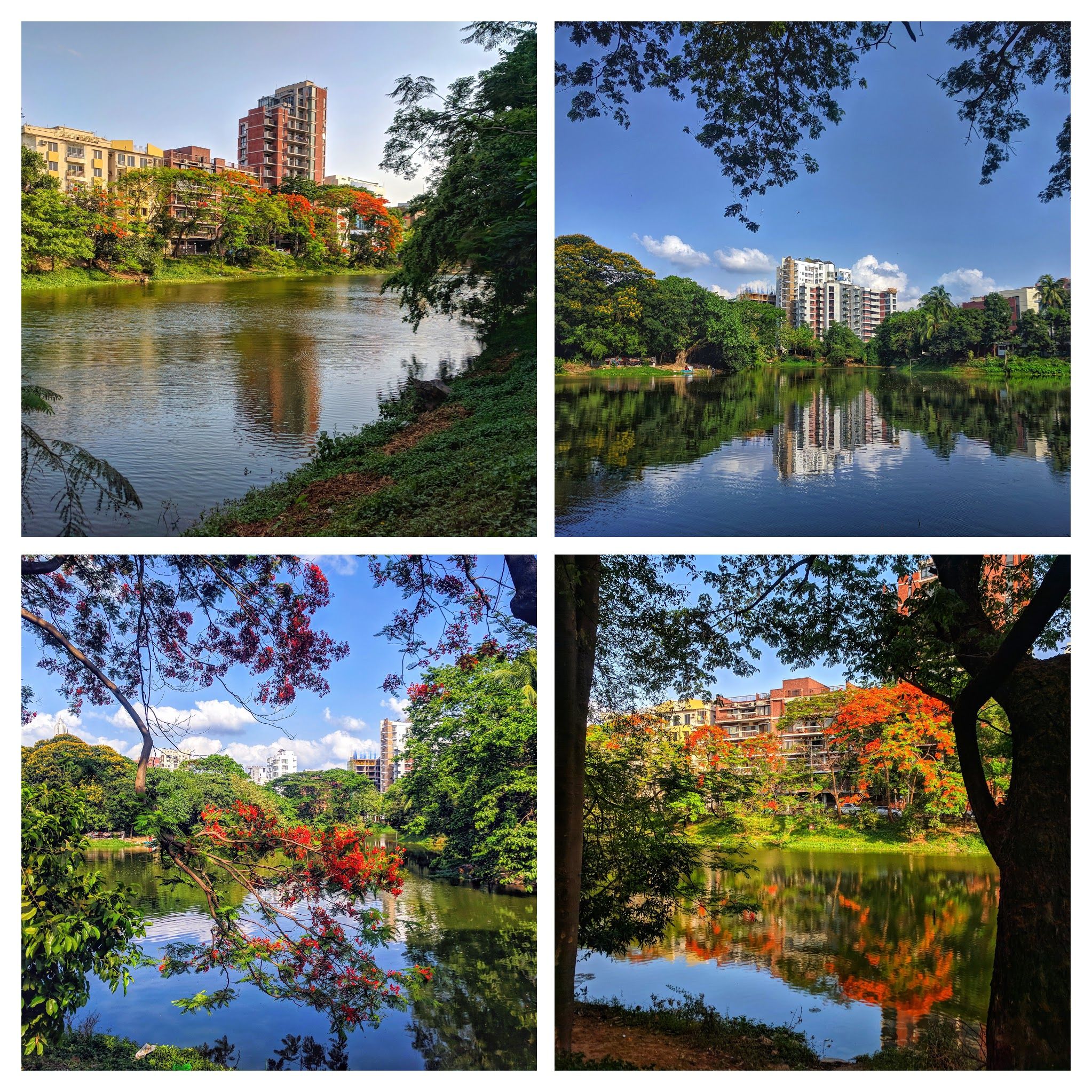The different view of Dhanmondi lake  which shows  the Wonder of  Summer nature
