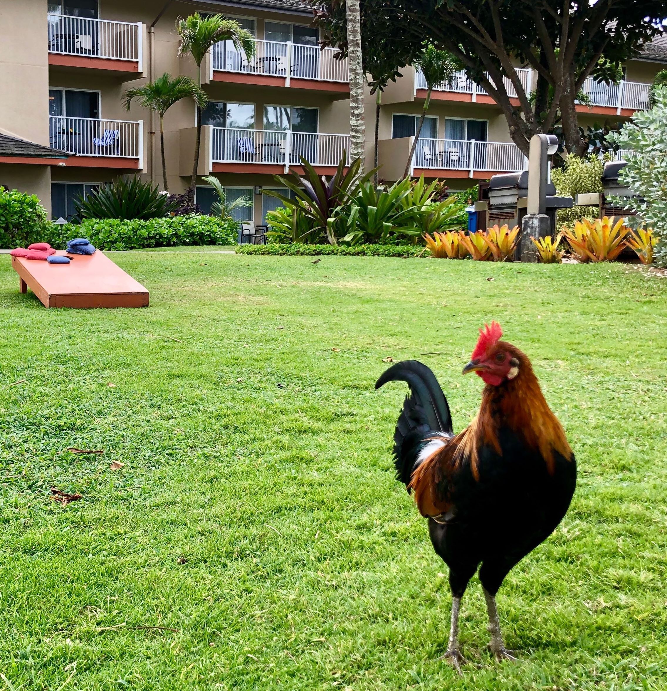 Caption: Wild Chickens are a tourist attraction in Kauai. They have no natural predators. These guys start crowing around 4 am every day!  Photo: @karenvchin