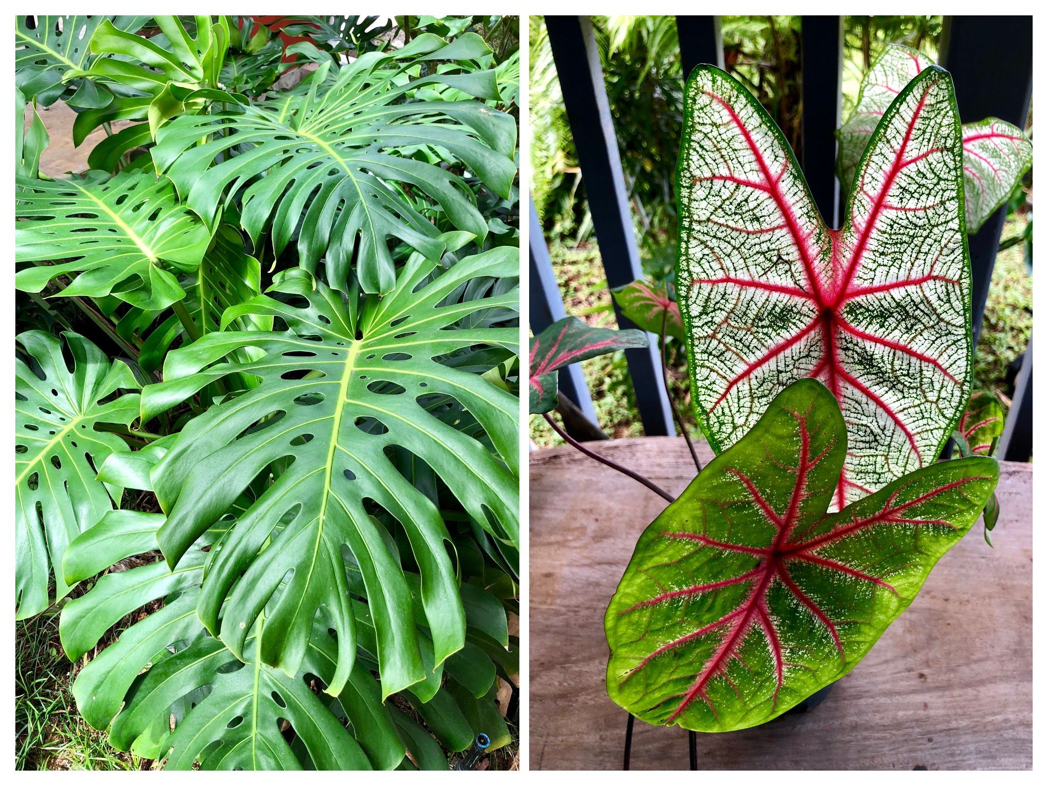 Caption:  Monstera deliciosa - grown for their leaves for interior decor. Caladium (Caladium bicolor) - Elephant Ear plant. On the mainland this is considered an indoor houseplant. But in Hawaii, it is easily grown outdoors for their interesting color leaves. Photos: @karenvchin