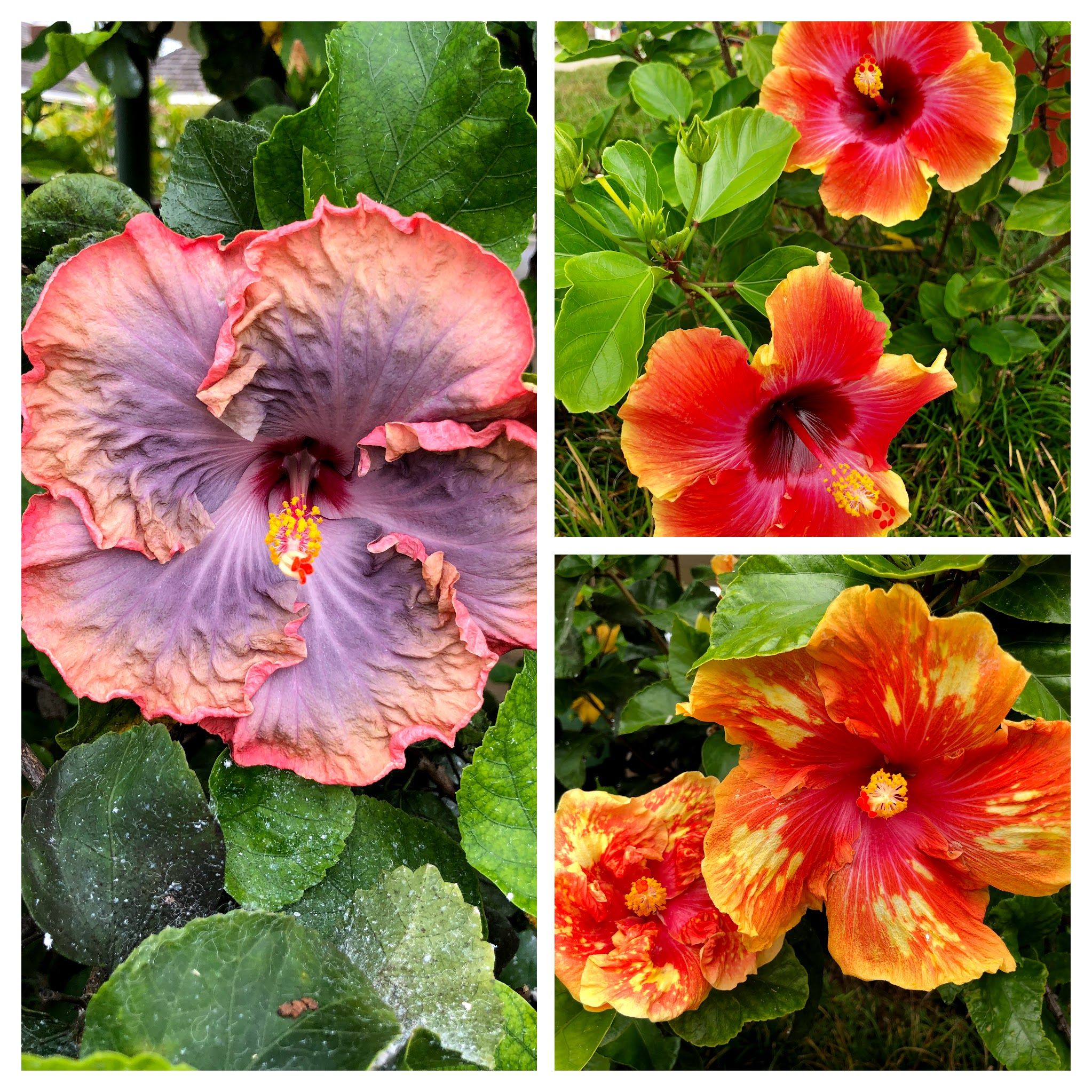 Caption: YESSS! These are for real. I never saw Bicolor Tropical Hibiscus flowers before I traveled to Kauai.  I was in complete awe when I saw these varieties. In person, the colors are even more vibrant. Photo: @karenvchin