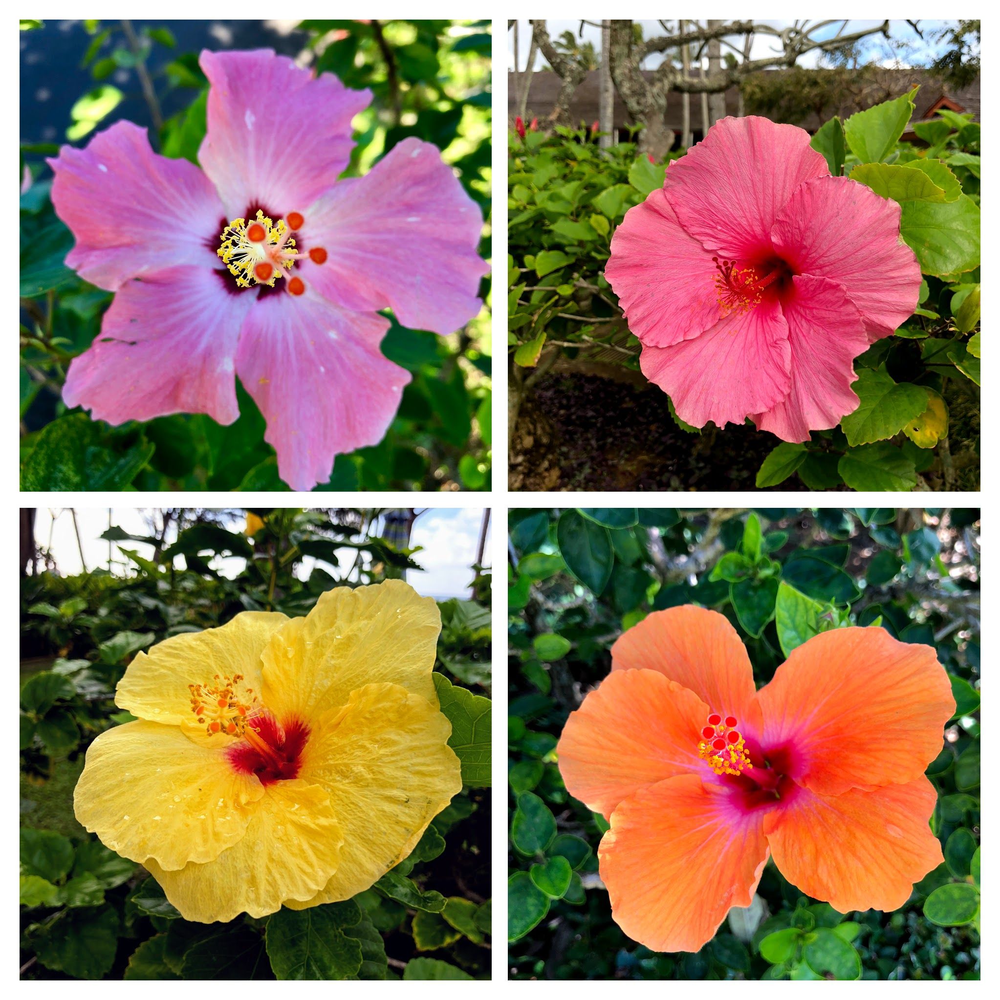 Caption:  Each of these Tropical Hibiscuses just had to be photographed. No filter. Photo: @karenvchin