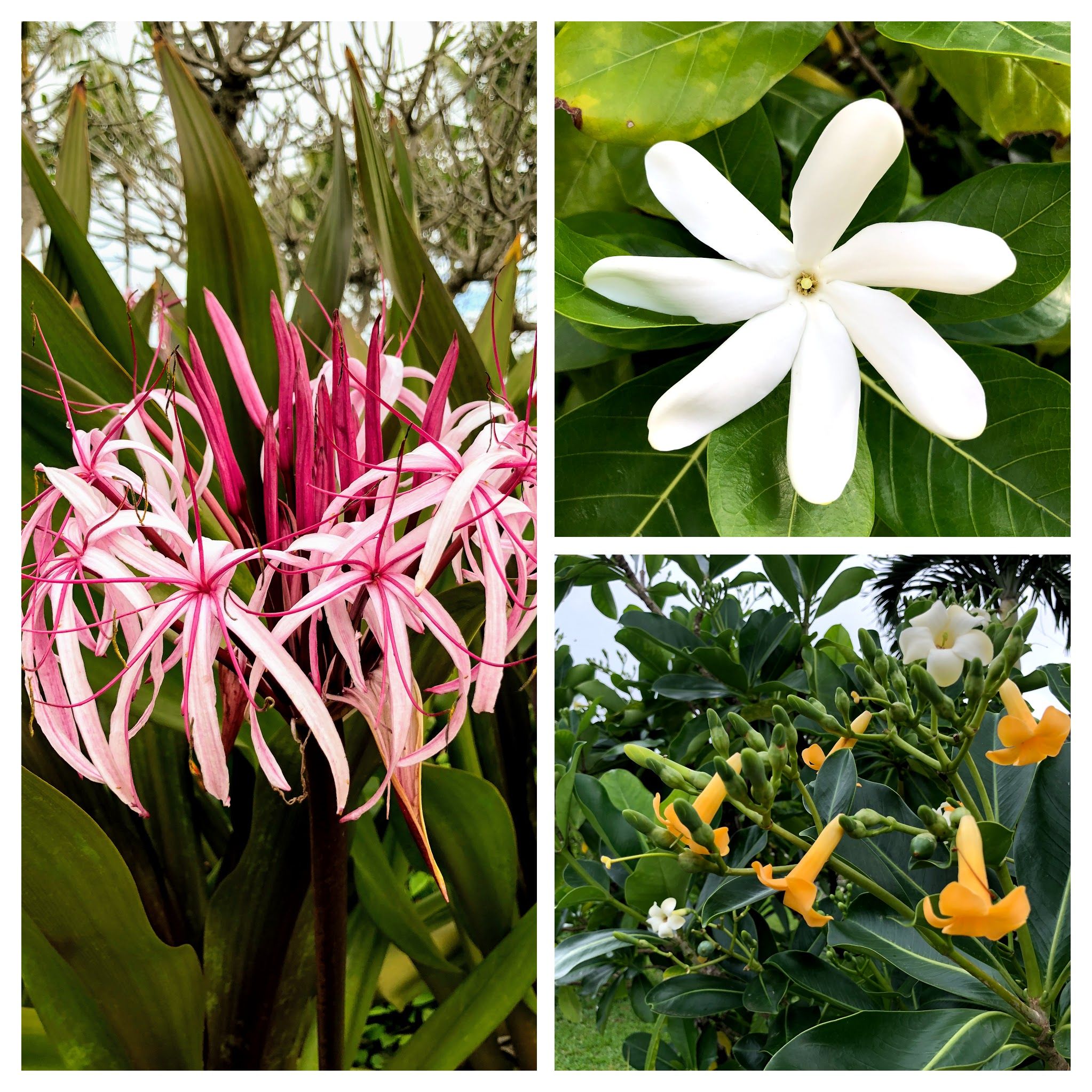Caption: Some of the fragrant blossoms  (Clockwise:  called Juhi (Jasminum auriculatum), Pua keni keni (Fagraea berteriana), and Queen Emma Lily (Crinum augustum) )that can be found in Hawaii. Not necessarily native, but can be easily grown in Hawaii's perfect tropical climate. Photo: @karenvchin