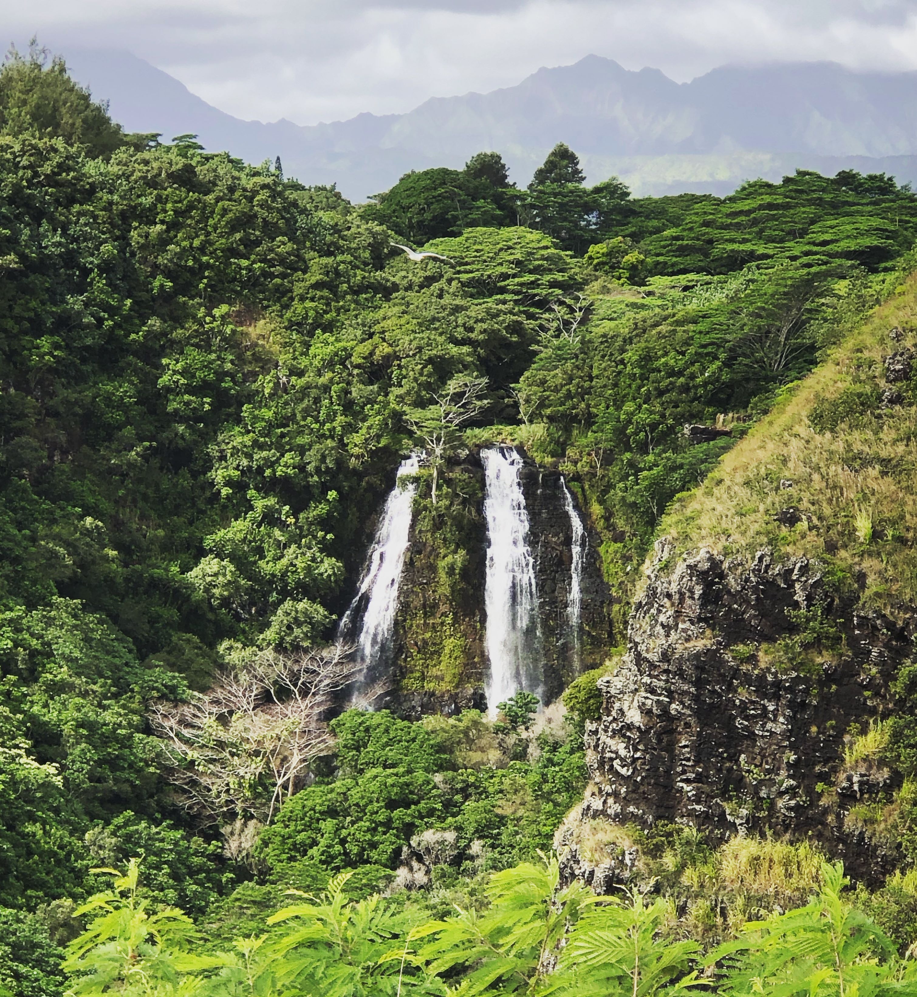 Caption: Many areas of Kauai consists of tropical rainforests with breathtaking waterfalls: Opaekaa Falls. Photo: @karenvchin
