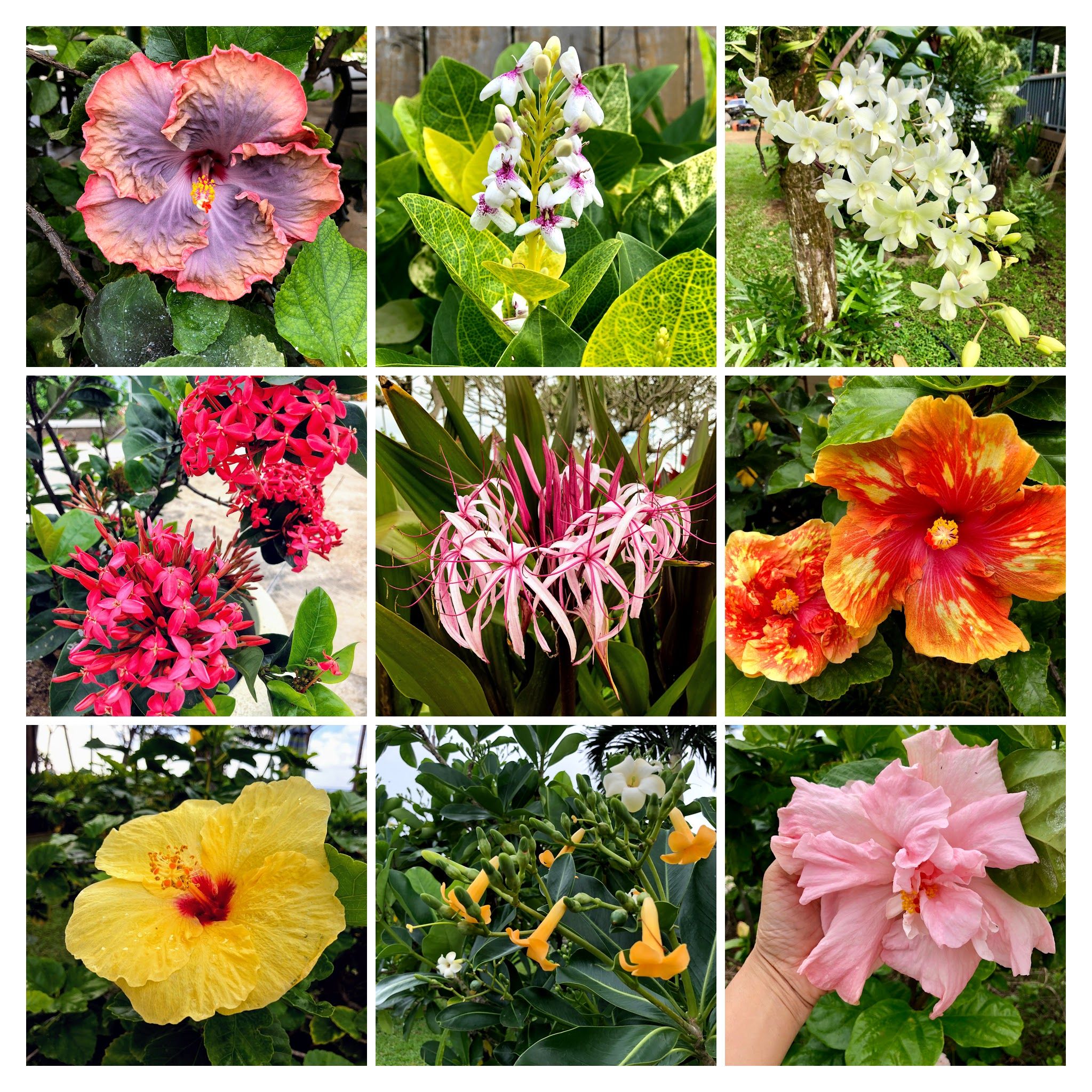 Caption: Some of the beautiful flowers that are grown on the Hawaiian island of Kauai. Photo; @karenvchin