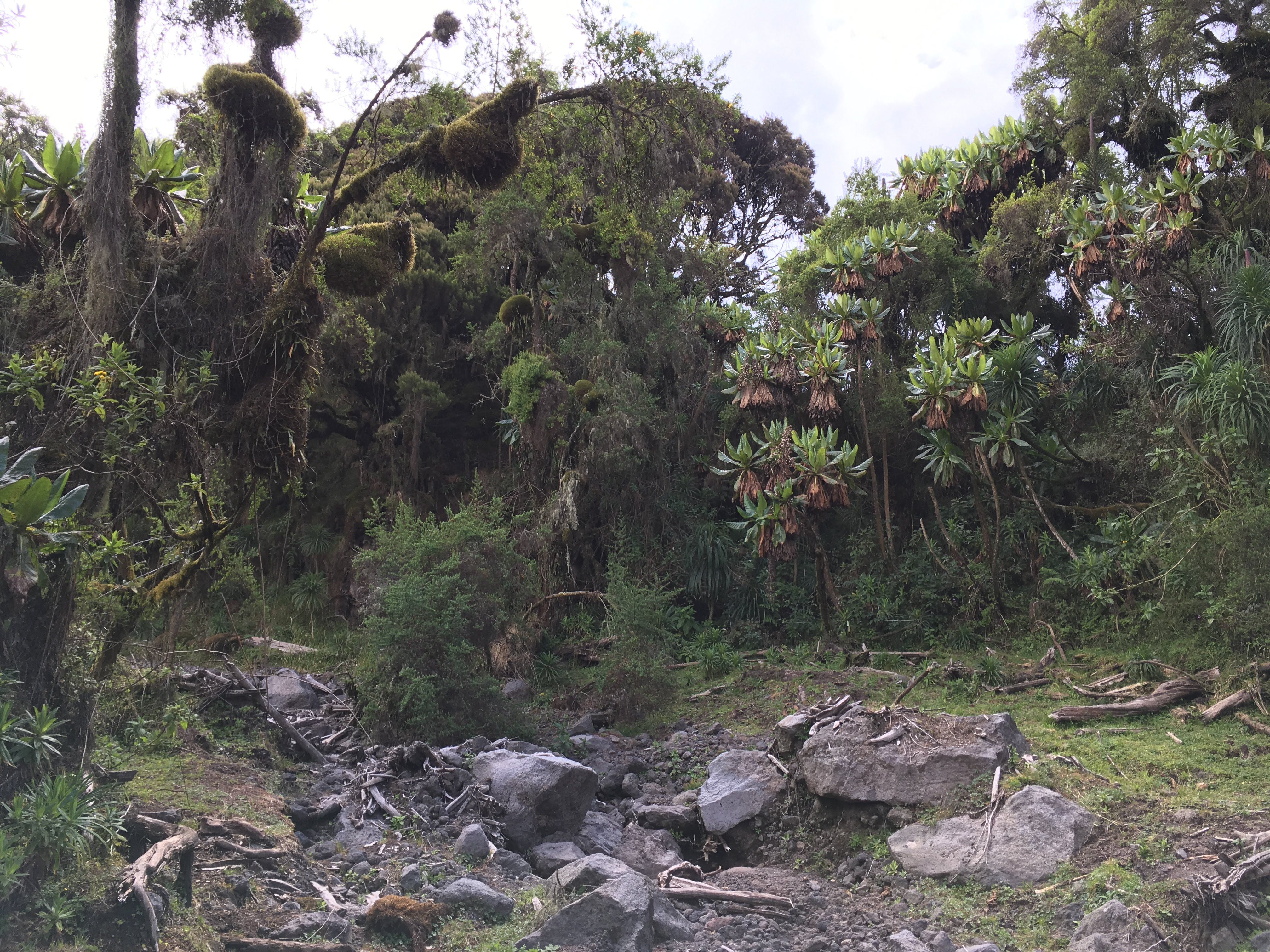 Gorillas Natural habitat at 3000 meters of altitude