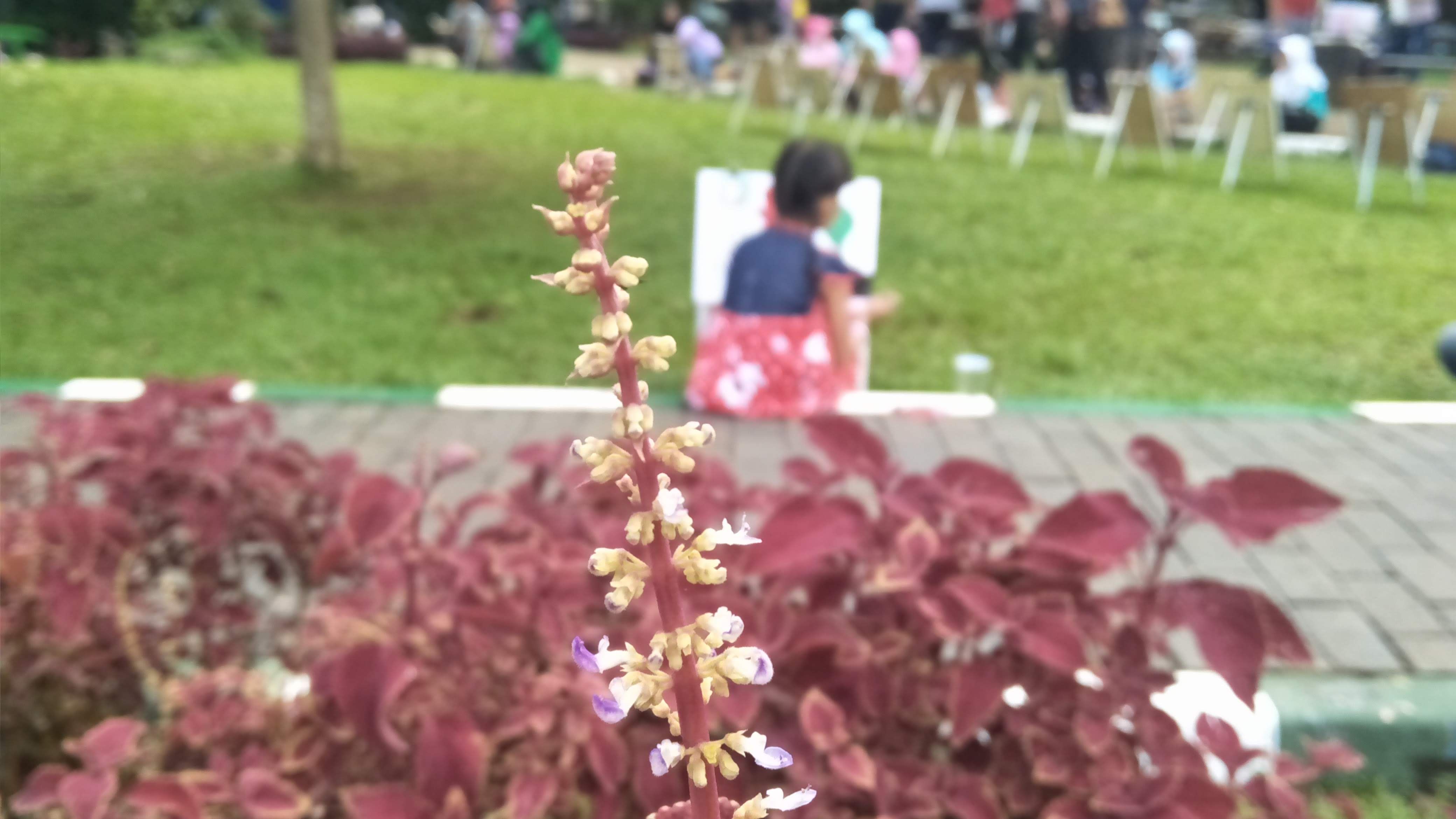 Foto bunga di taman dengan latar anak-anak belajar mewarnai