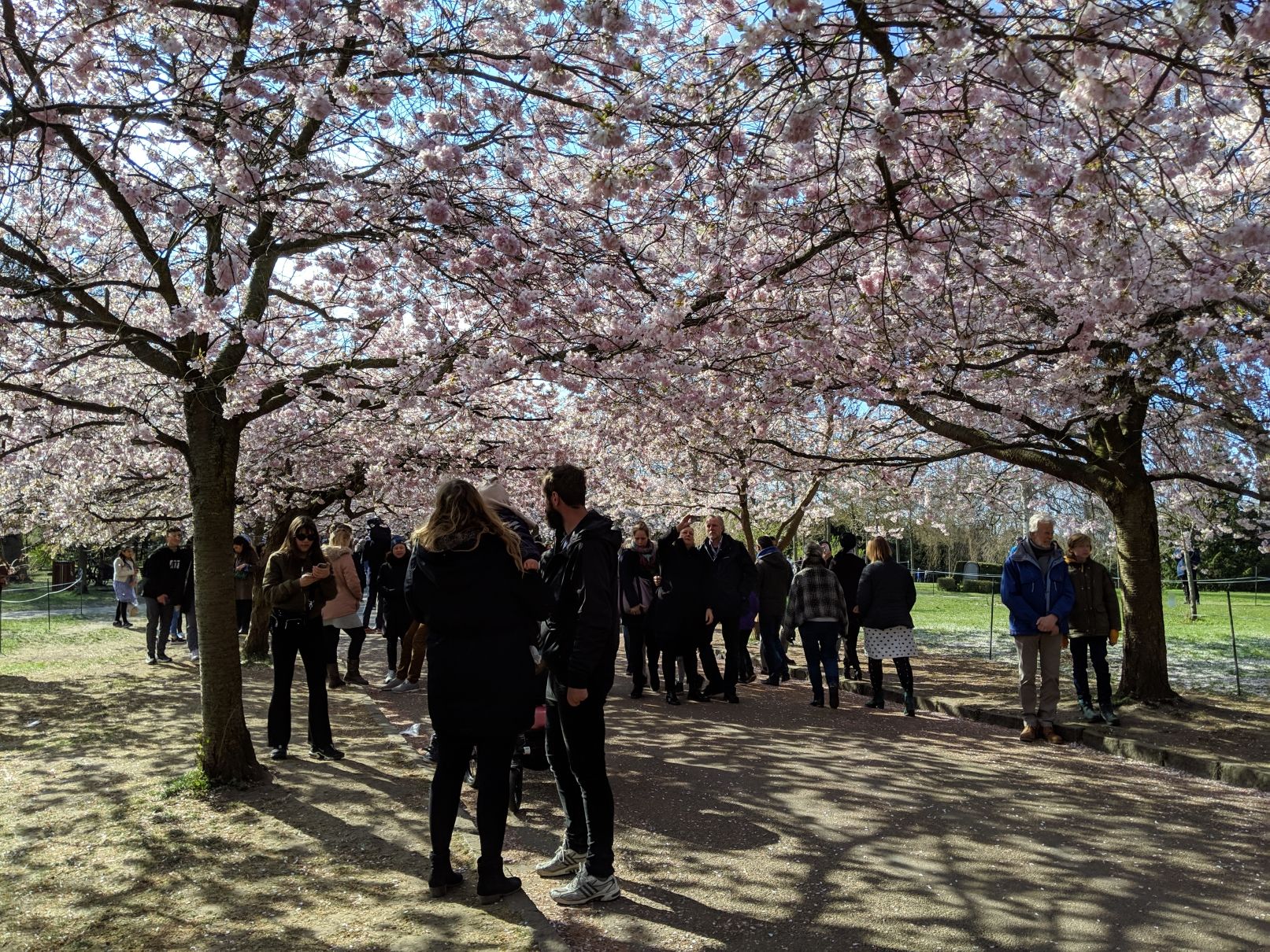 Local Guides Connect - Cherry Blossoms at Bispebjerg Cemetery - Local ...