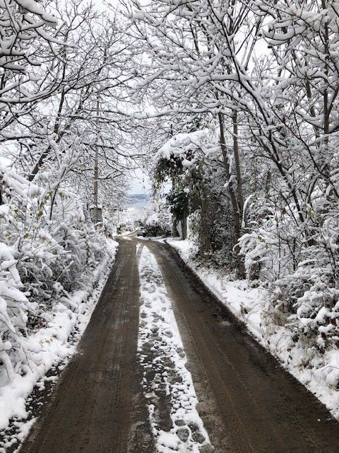 Legenda: Uma foto de uma estrada estreita, ladeada de árvores, toda coberta de neve. (Local Guides  @FelipePK)